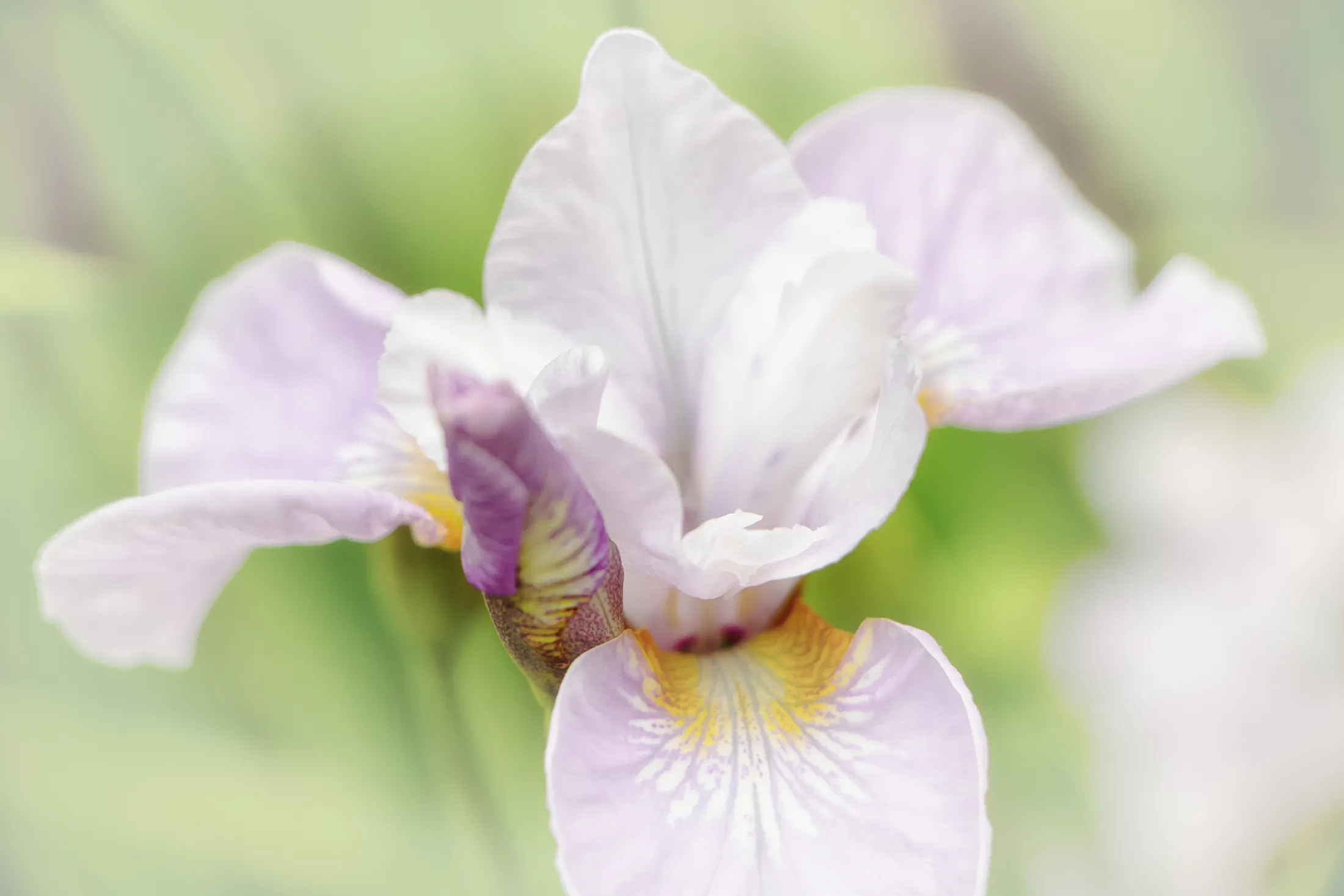 Siberian Iris Pastel