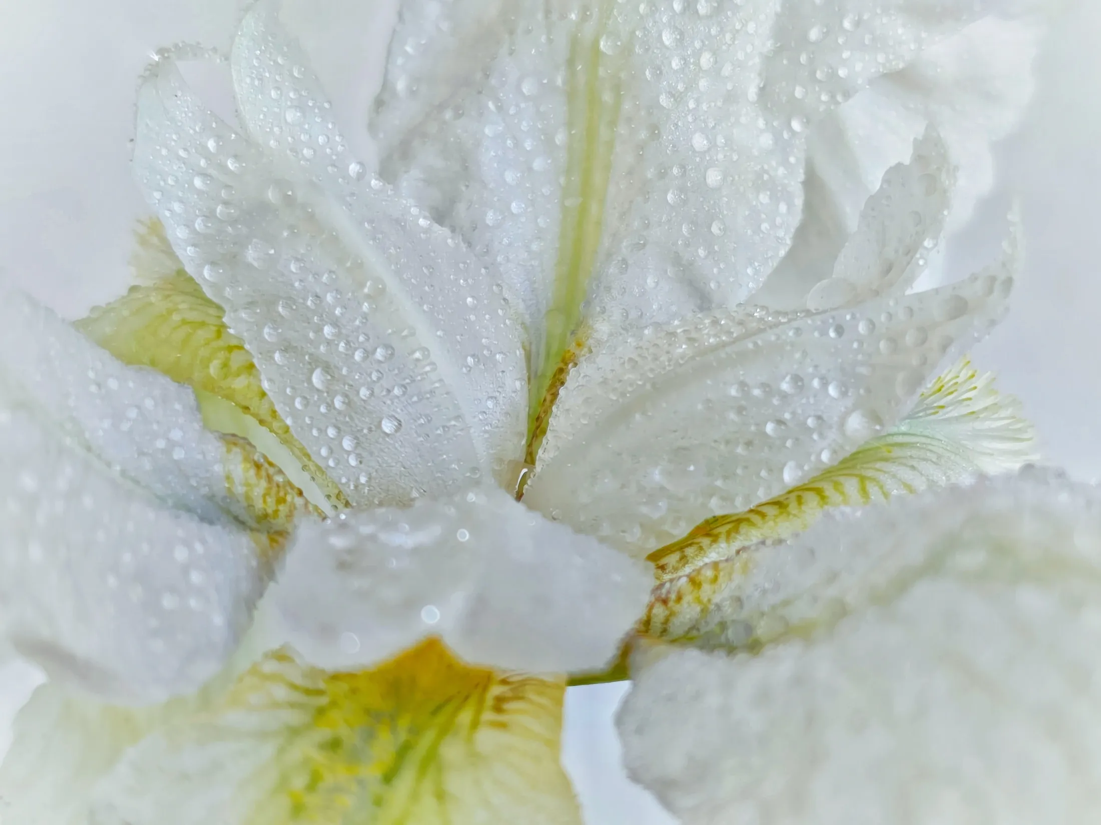 White Iris