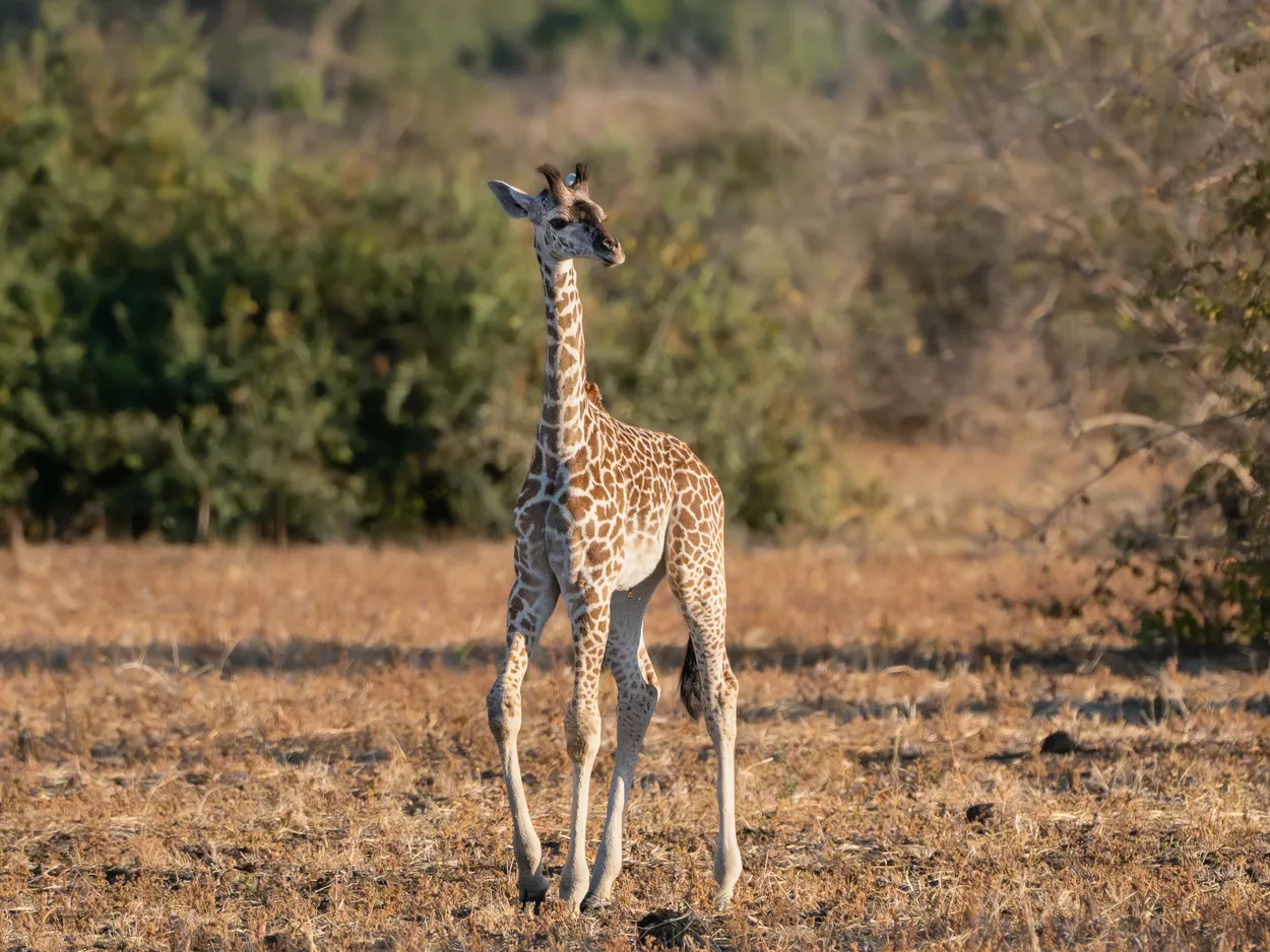 Baby Giraffe
