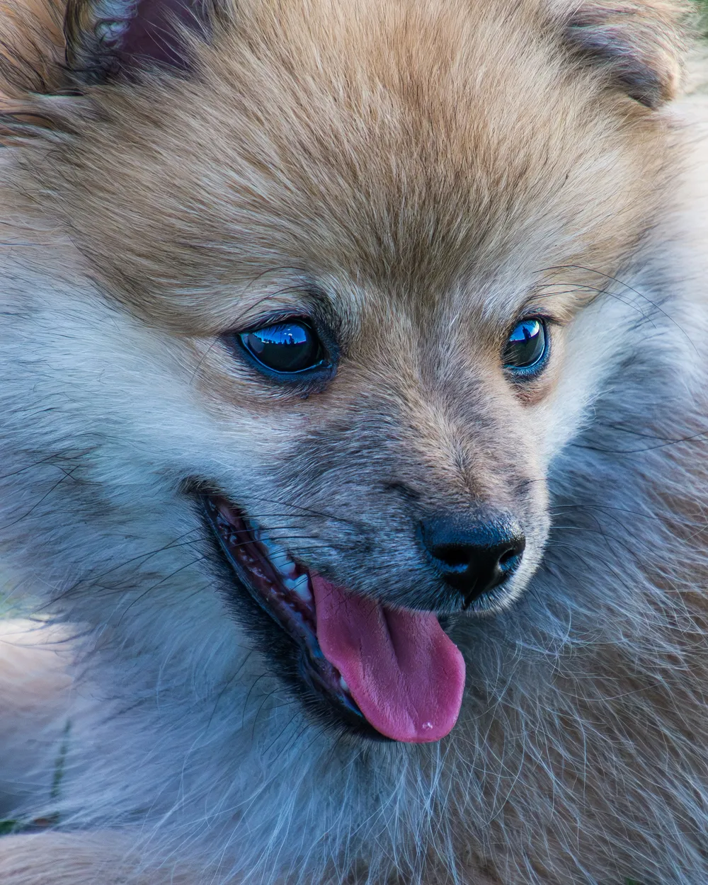 Puppy