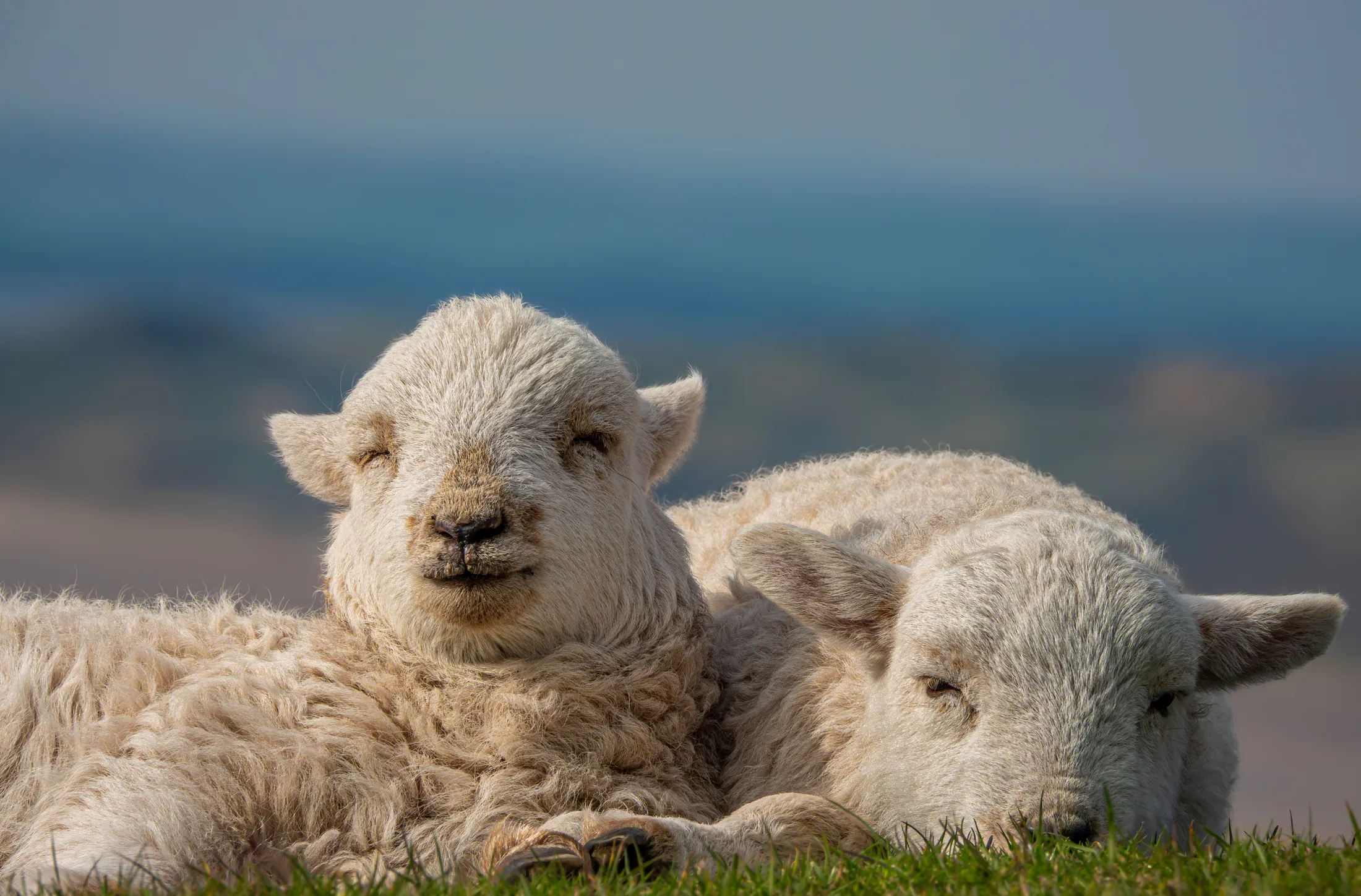 Springtime lambs.