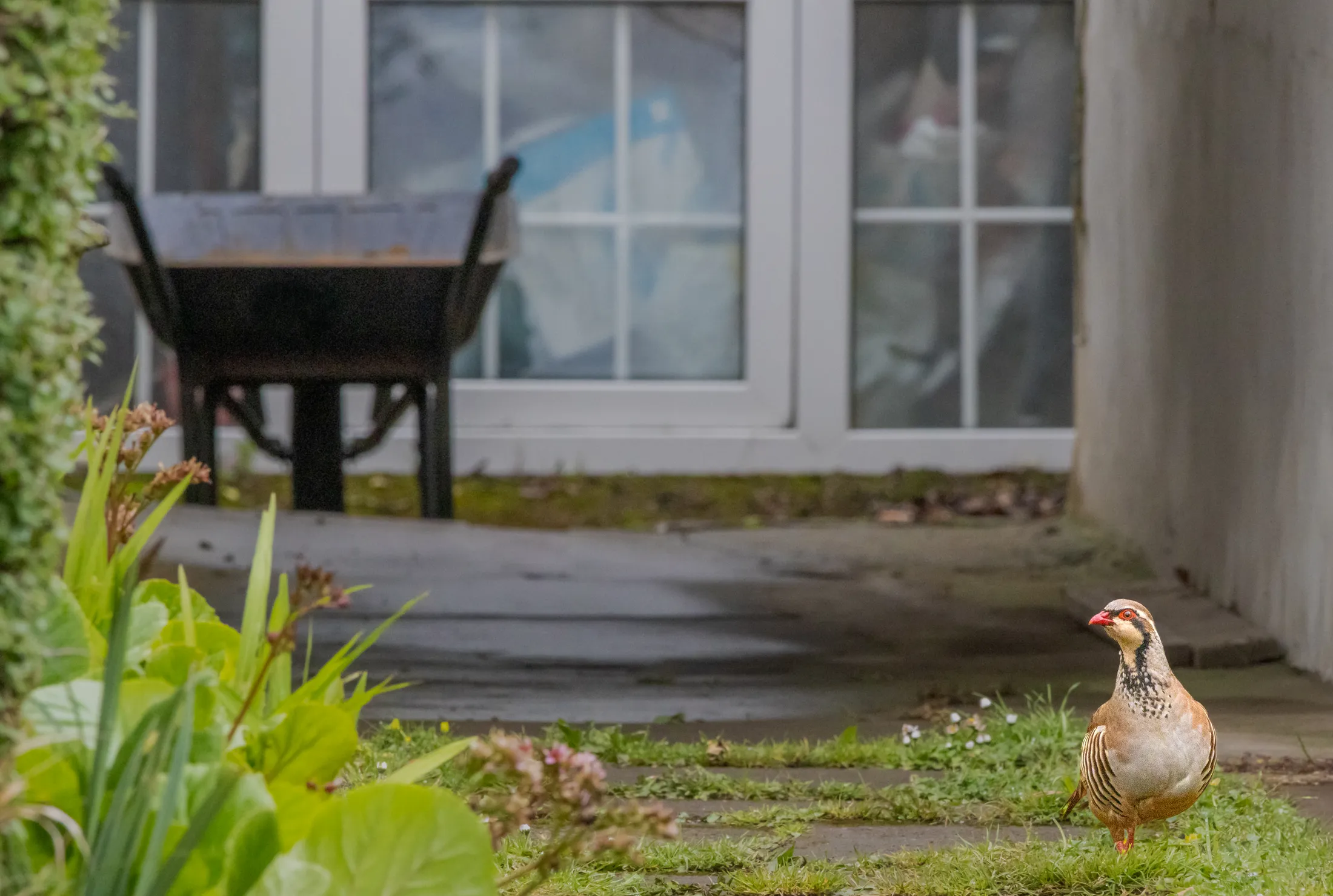The very unexpected visitor.