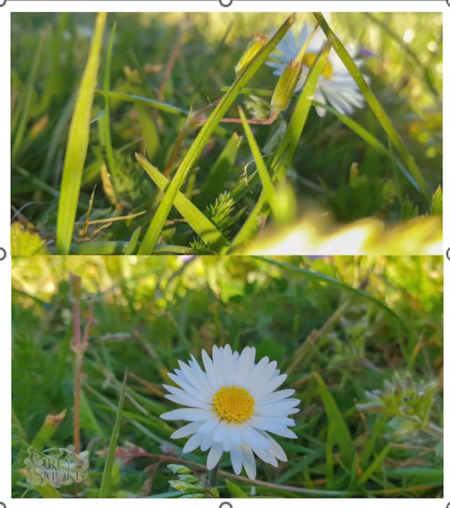 Meadow Daisy