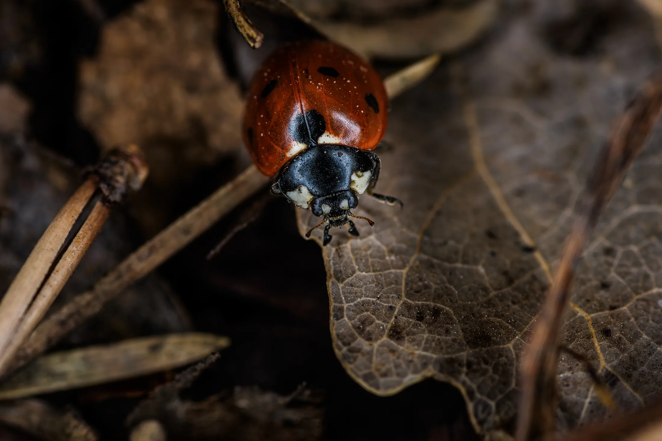 Ladybug