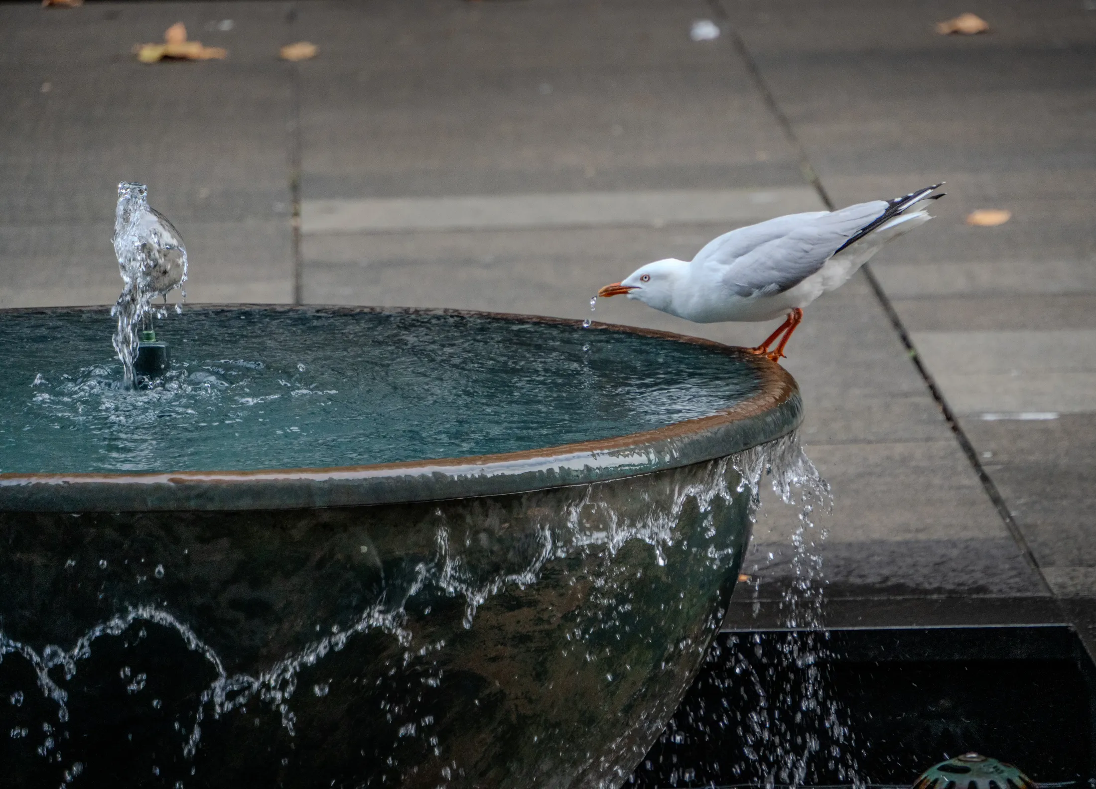 Seagull at the Basin