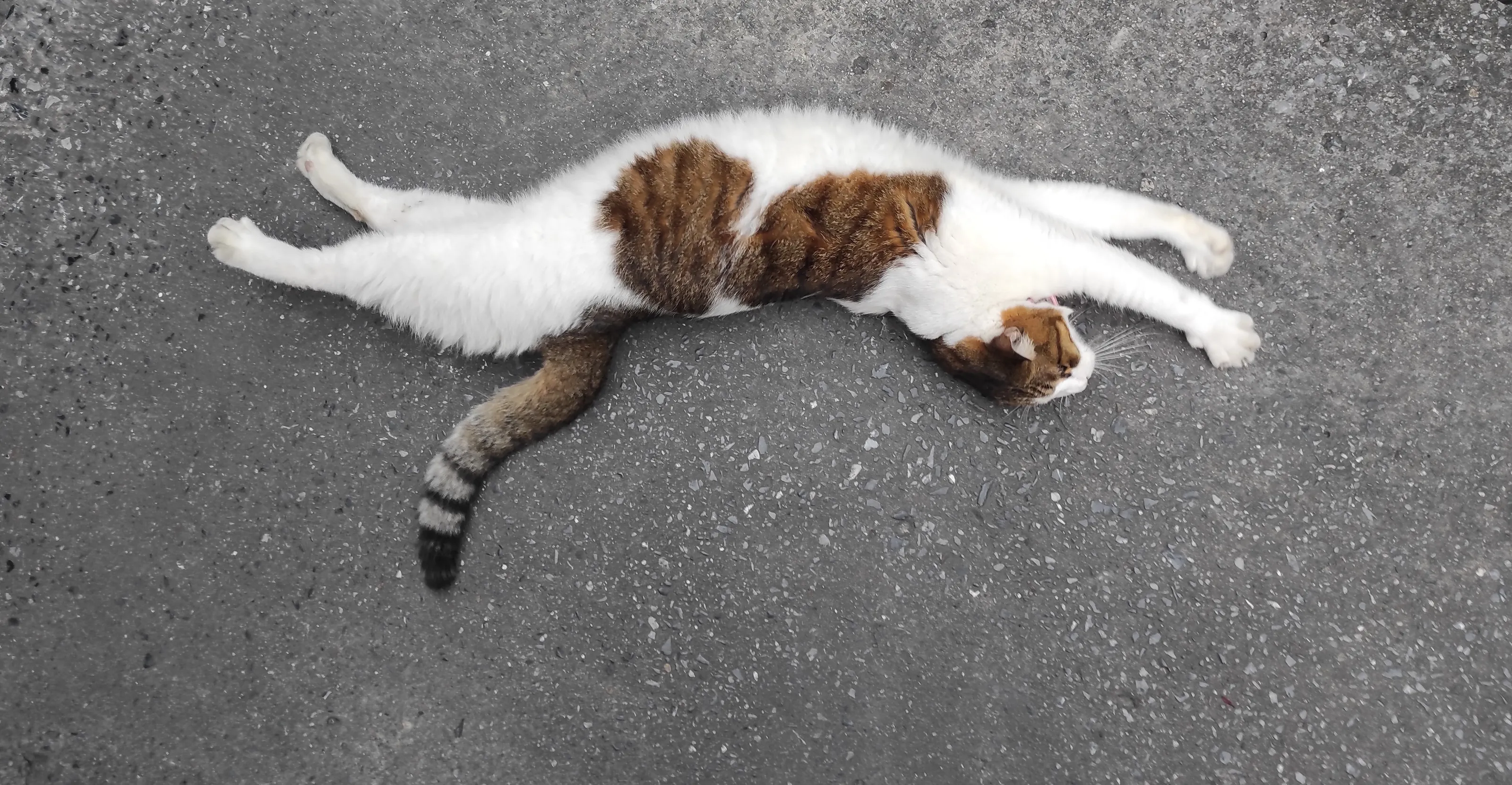 The Cat-erpillar