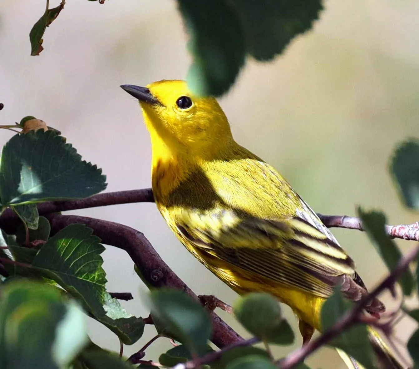 Northern Yellow Warbler