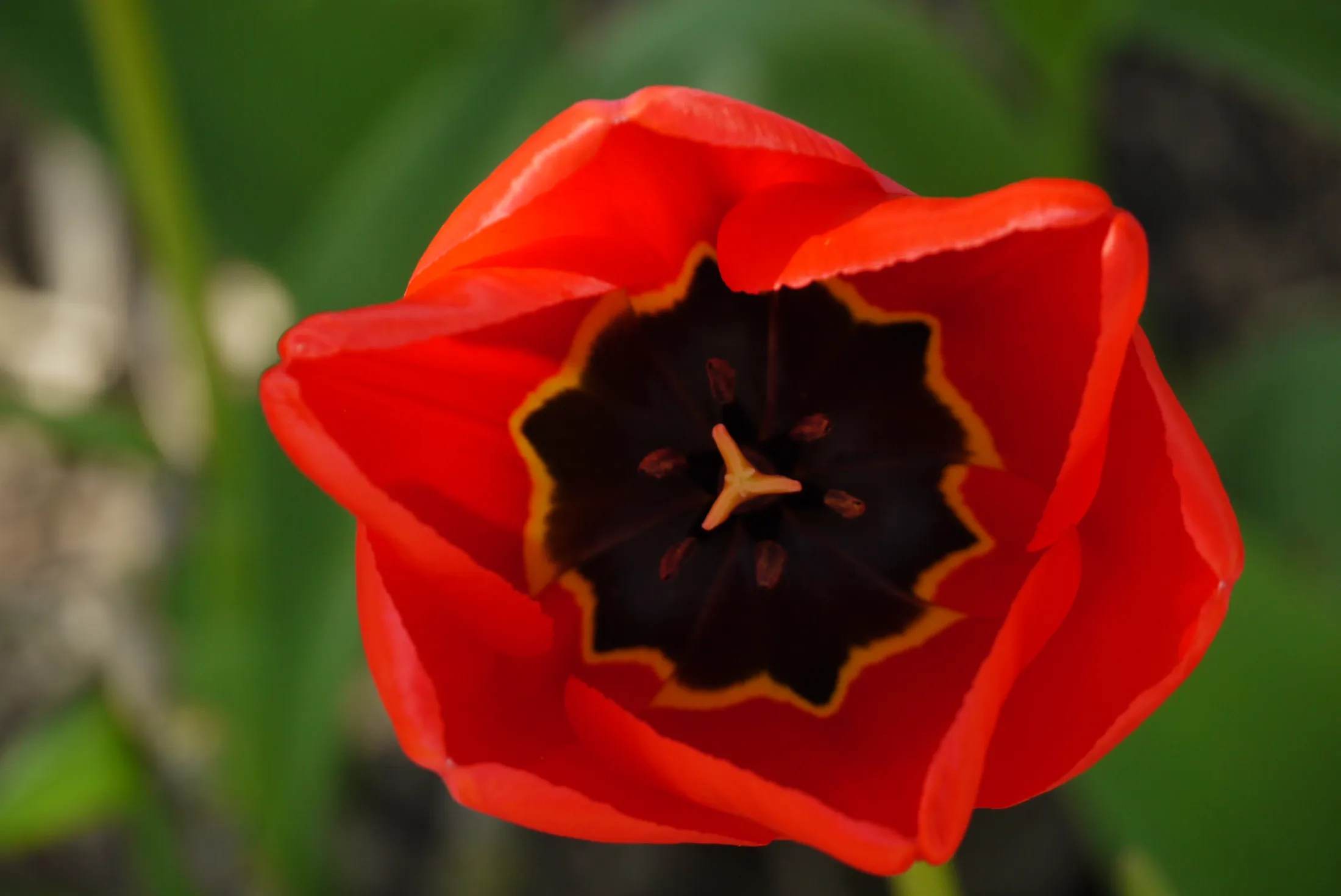Spring flower