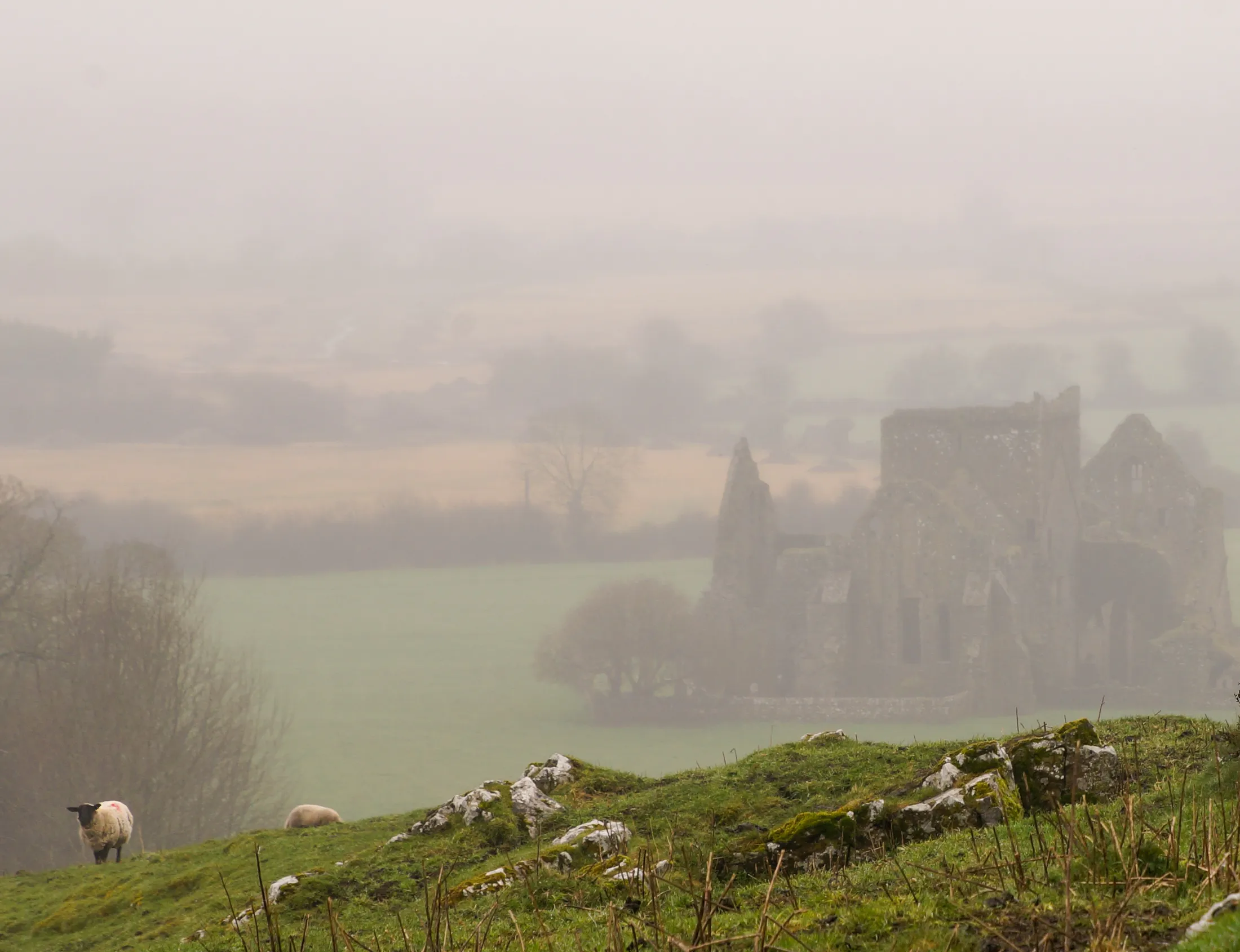 Through the Irish Mist