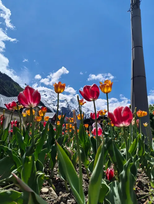Beauty of Tulips