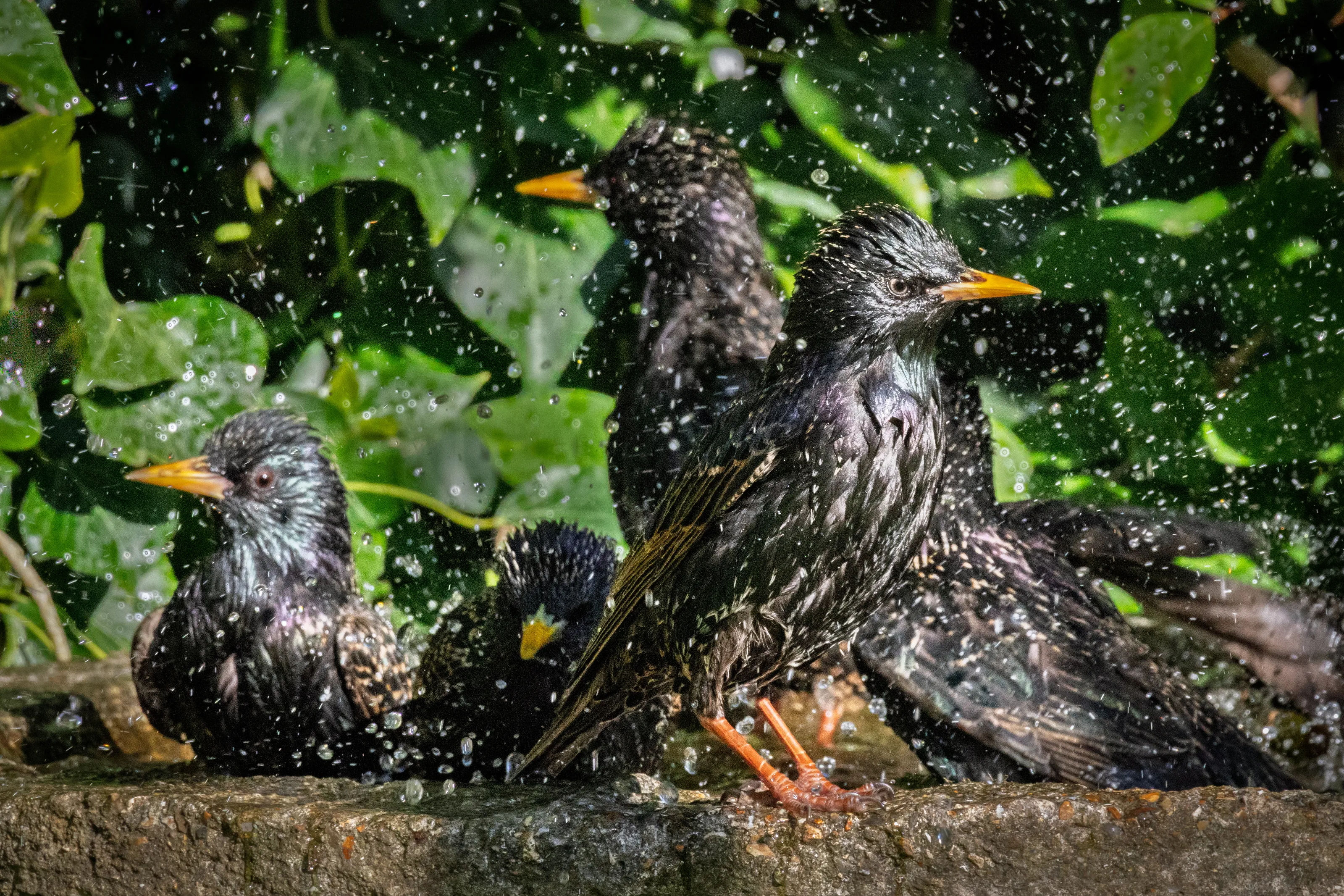 Making a Splash Outdoors