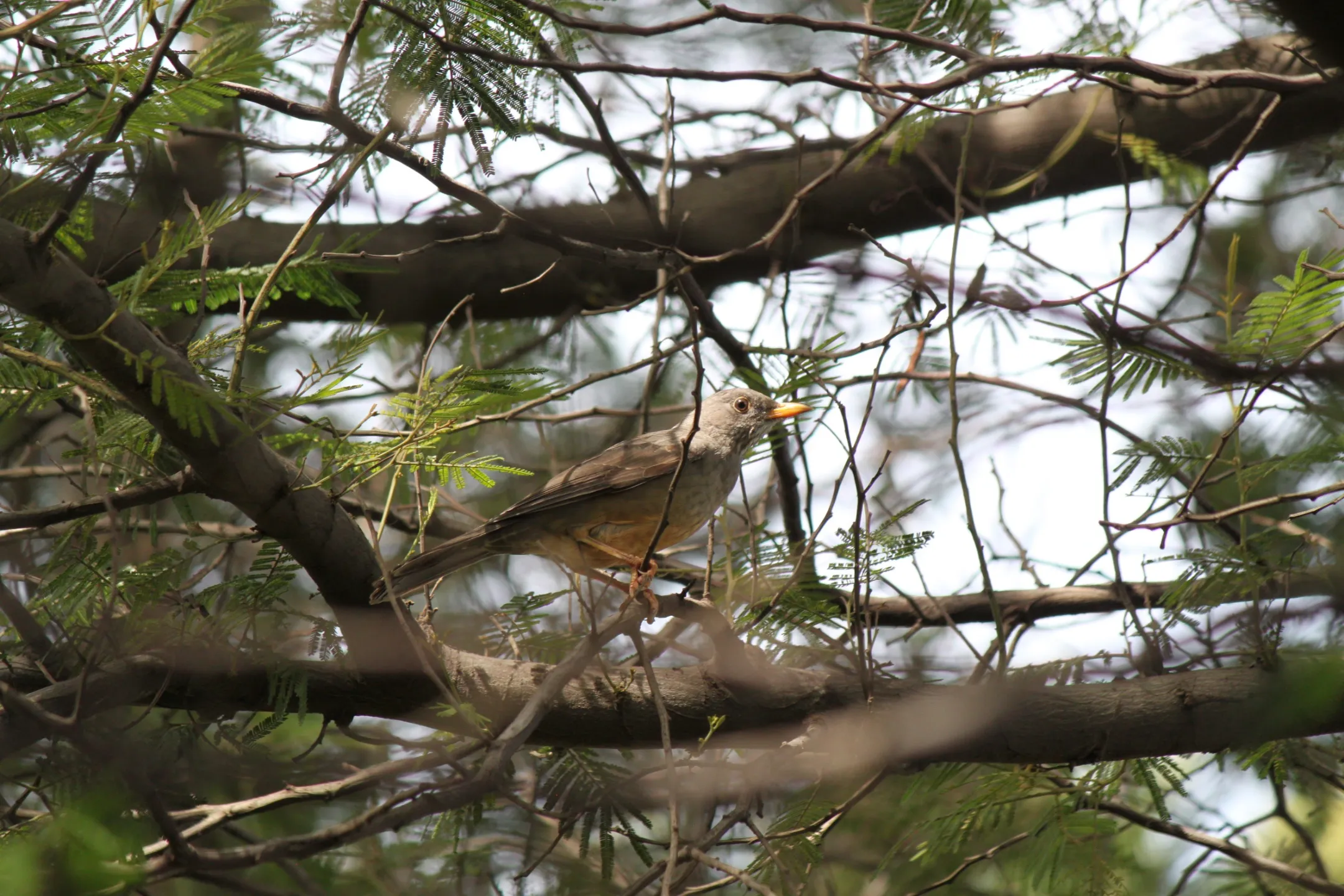 Bird