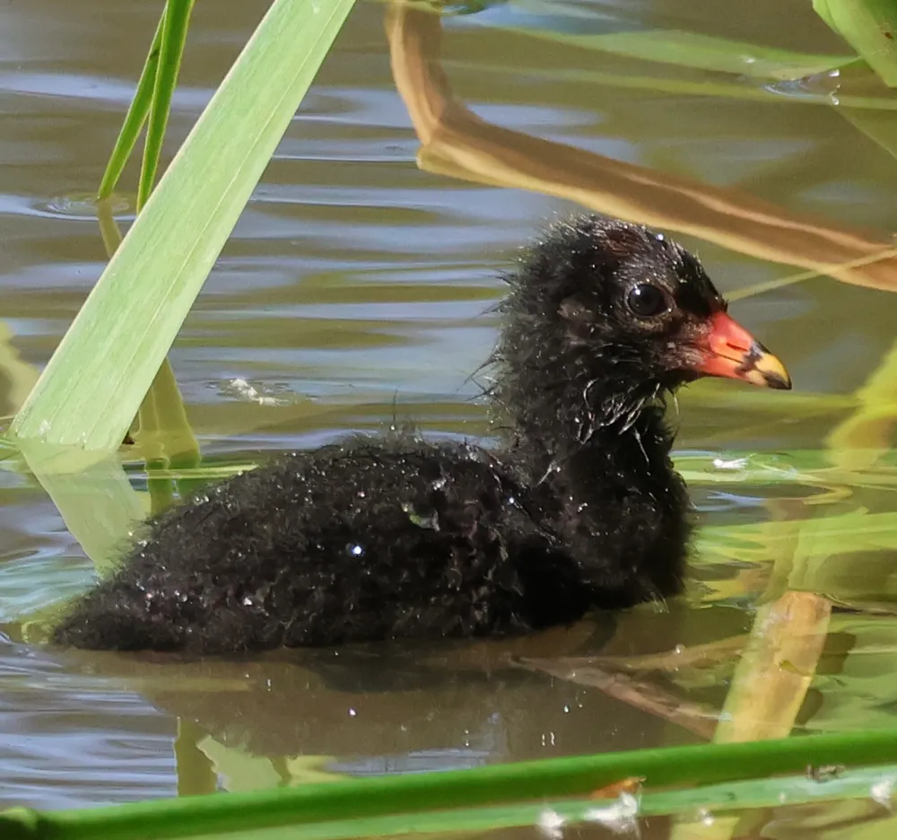Cuteness Overload, Moorhen Chick!