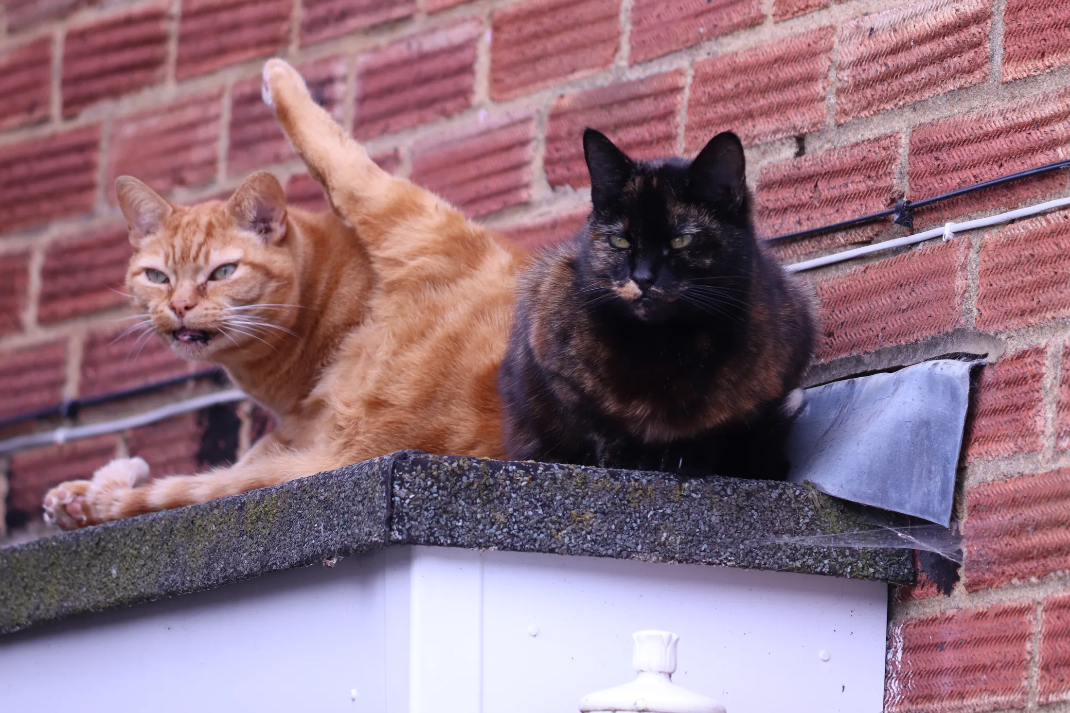 Couple of cats