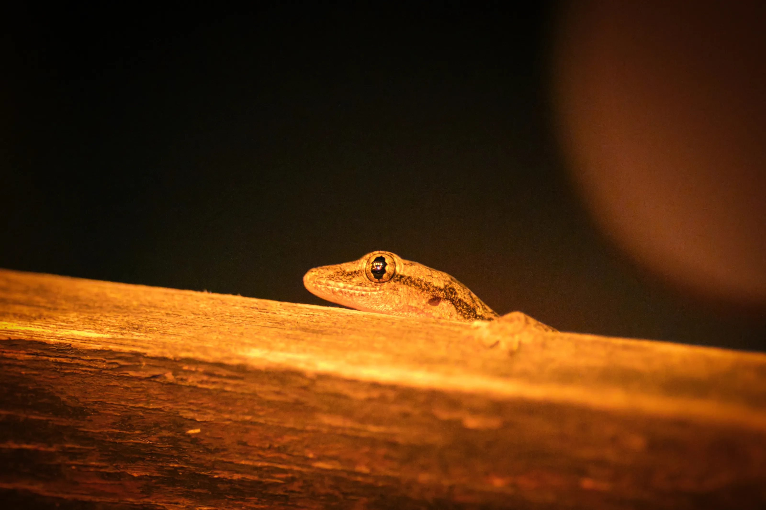 I am watching.