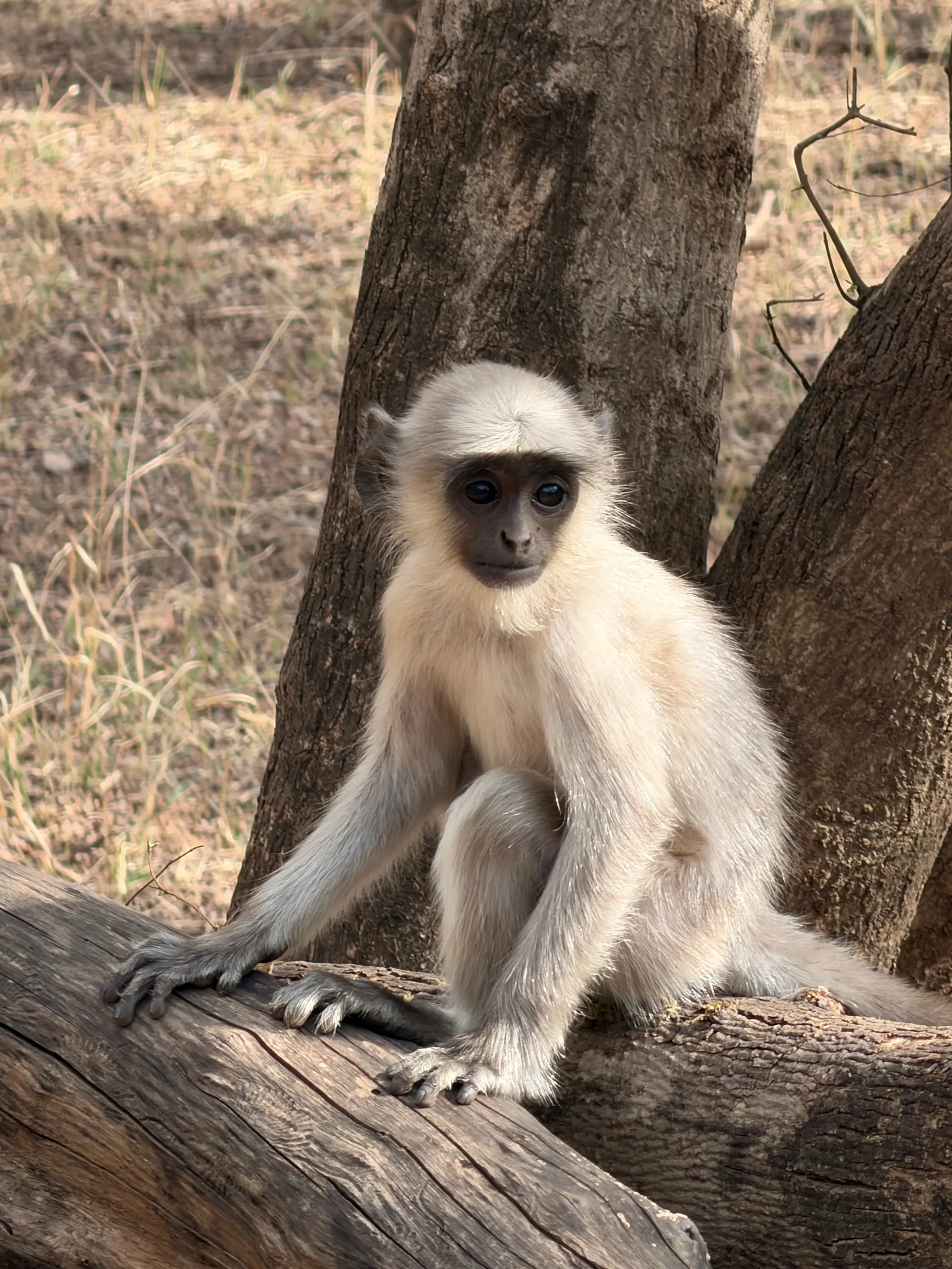 Gray langur