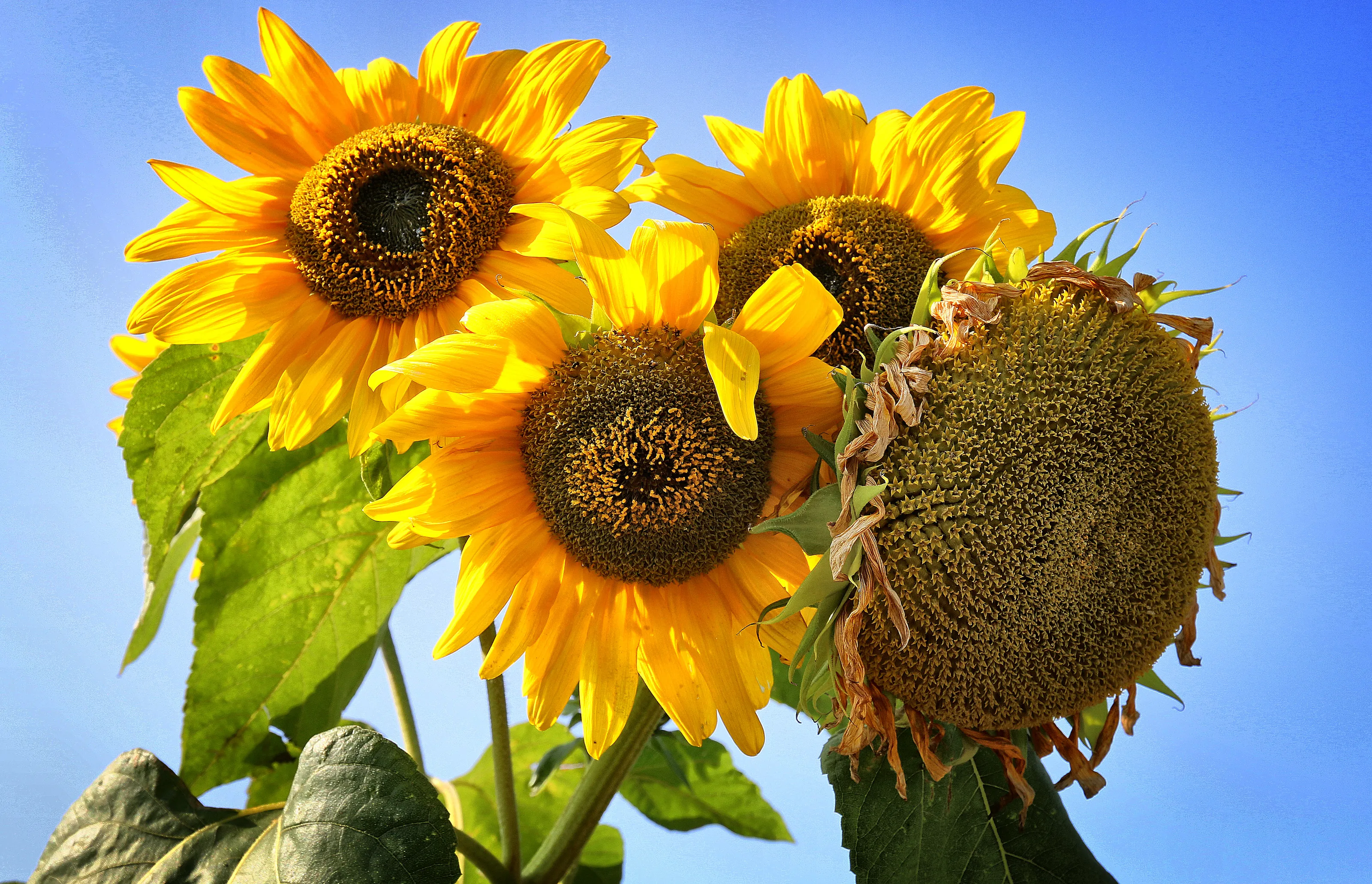 Sunflowers
