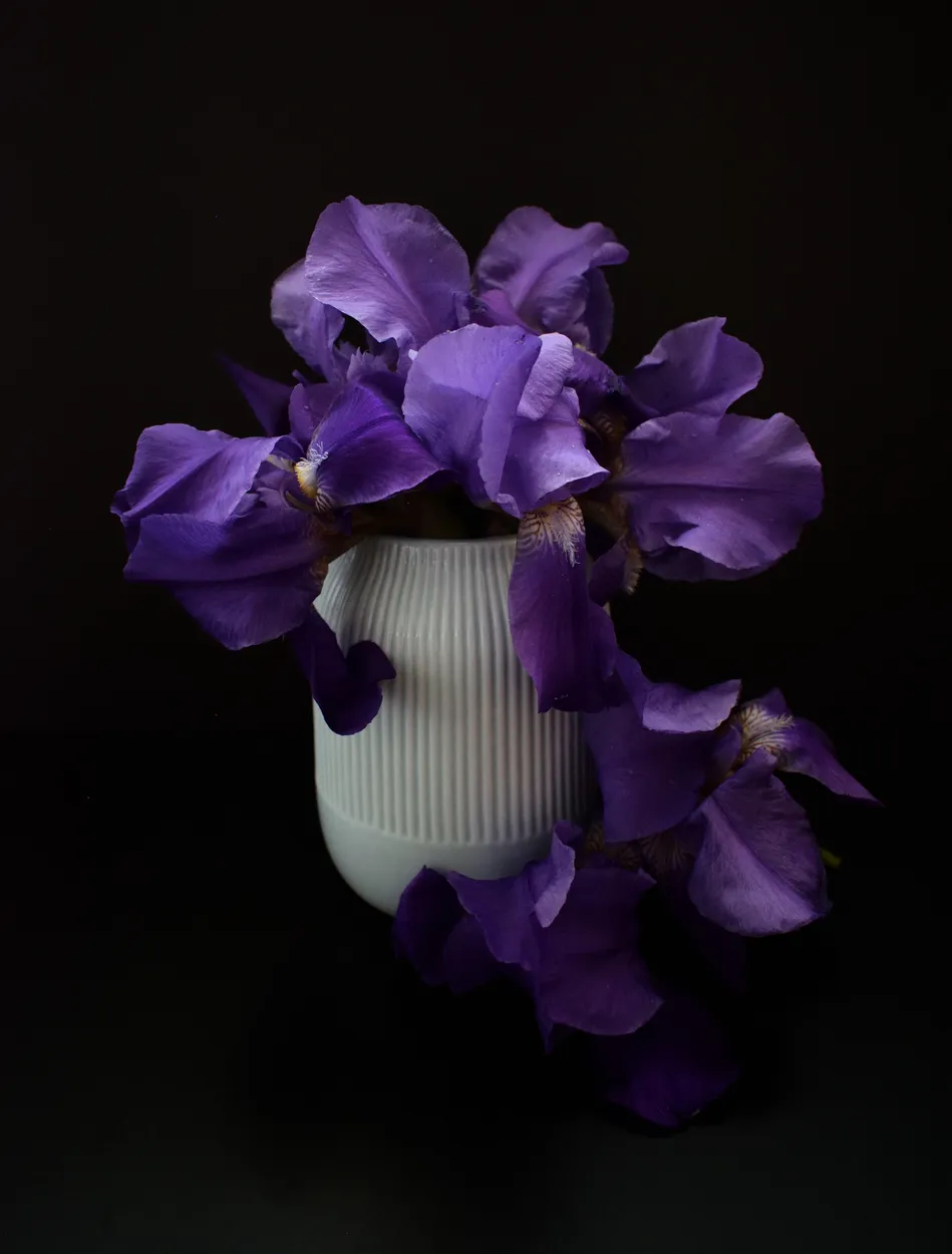 Iris flowers