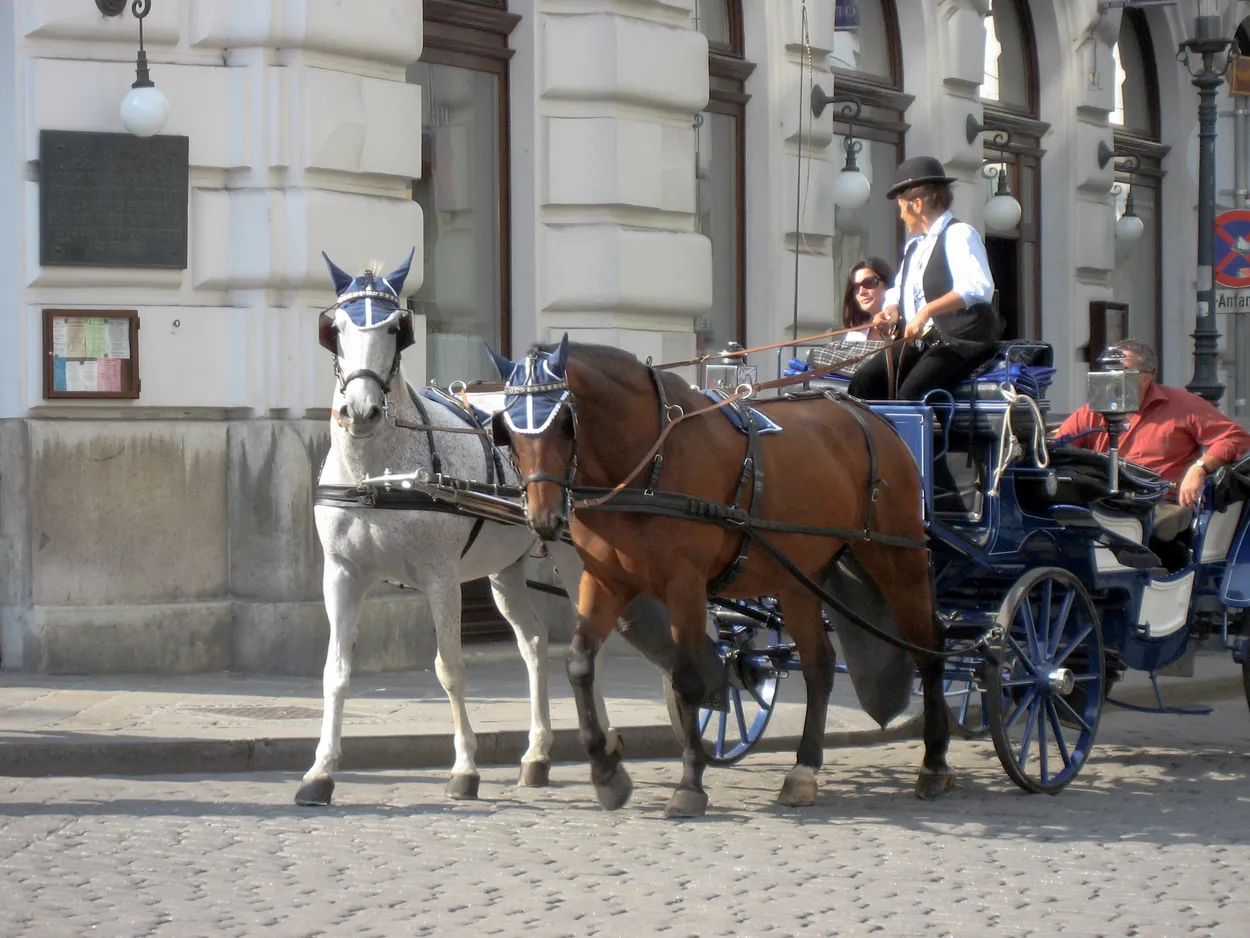 Carriage horses, Vienna, Austria
