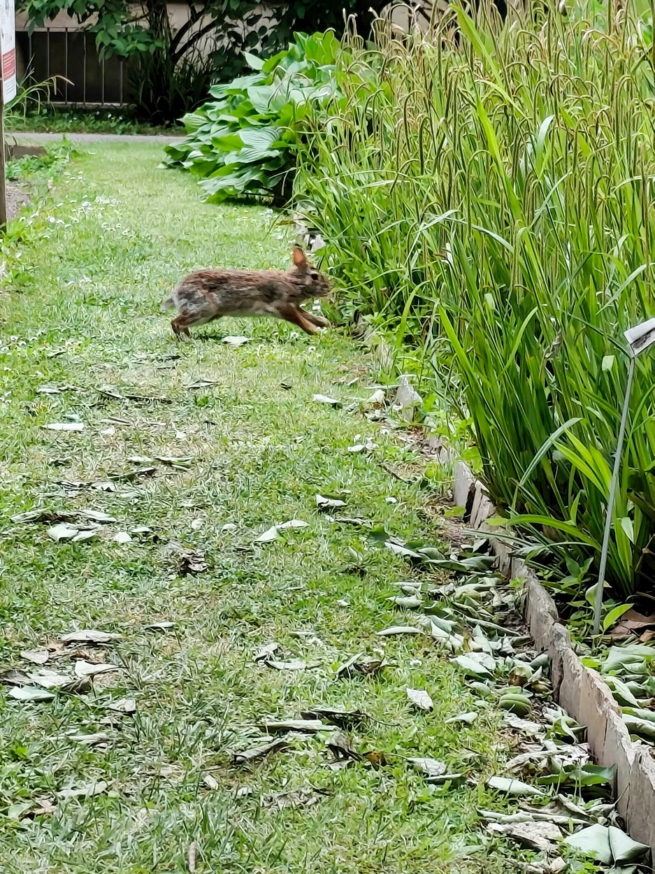 Rabbit in the garden