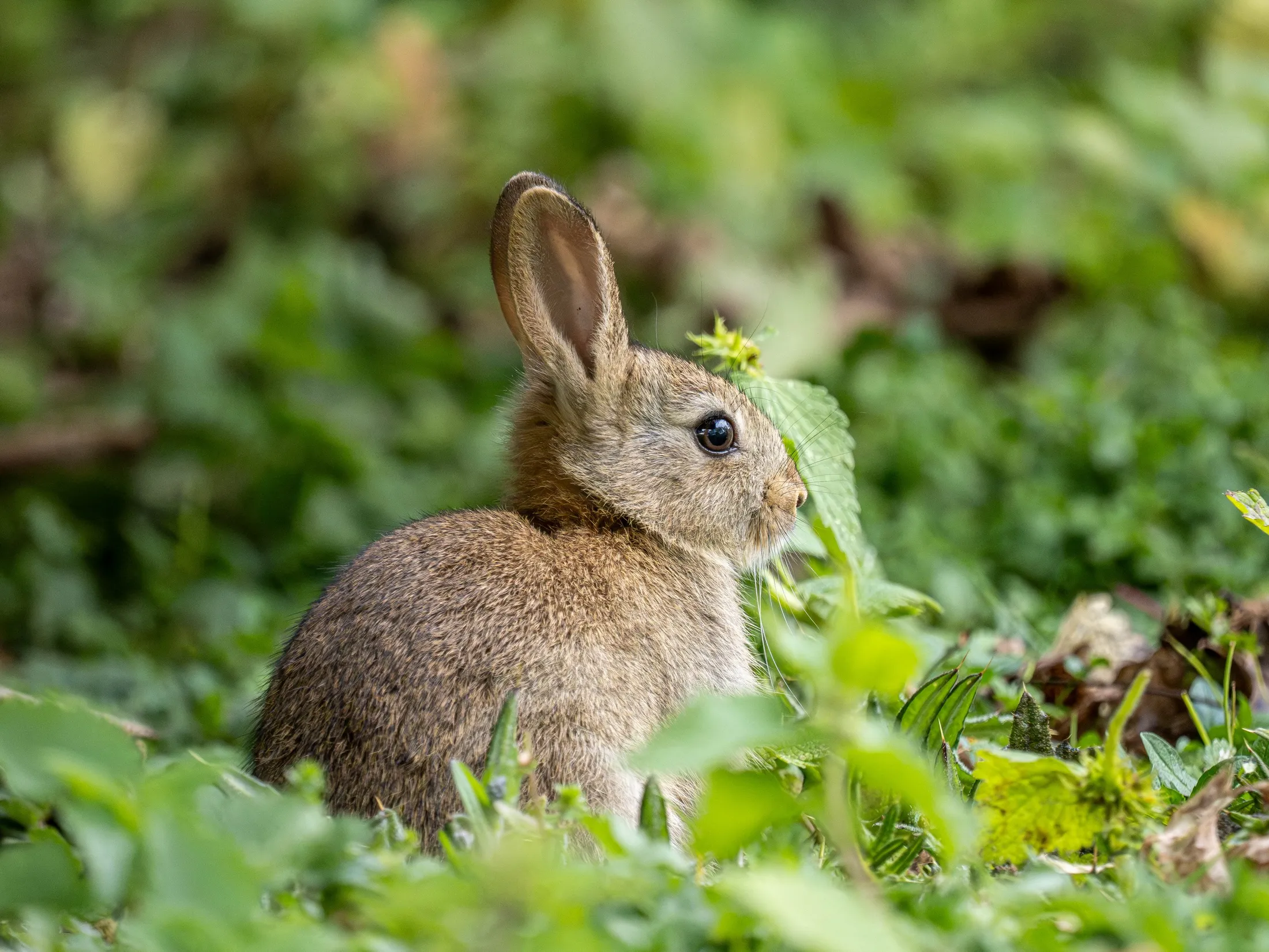 Juvenile Rabbit