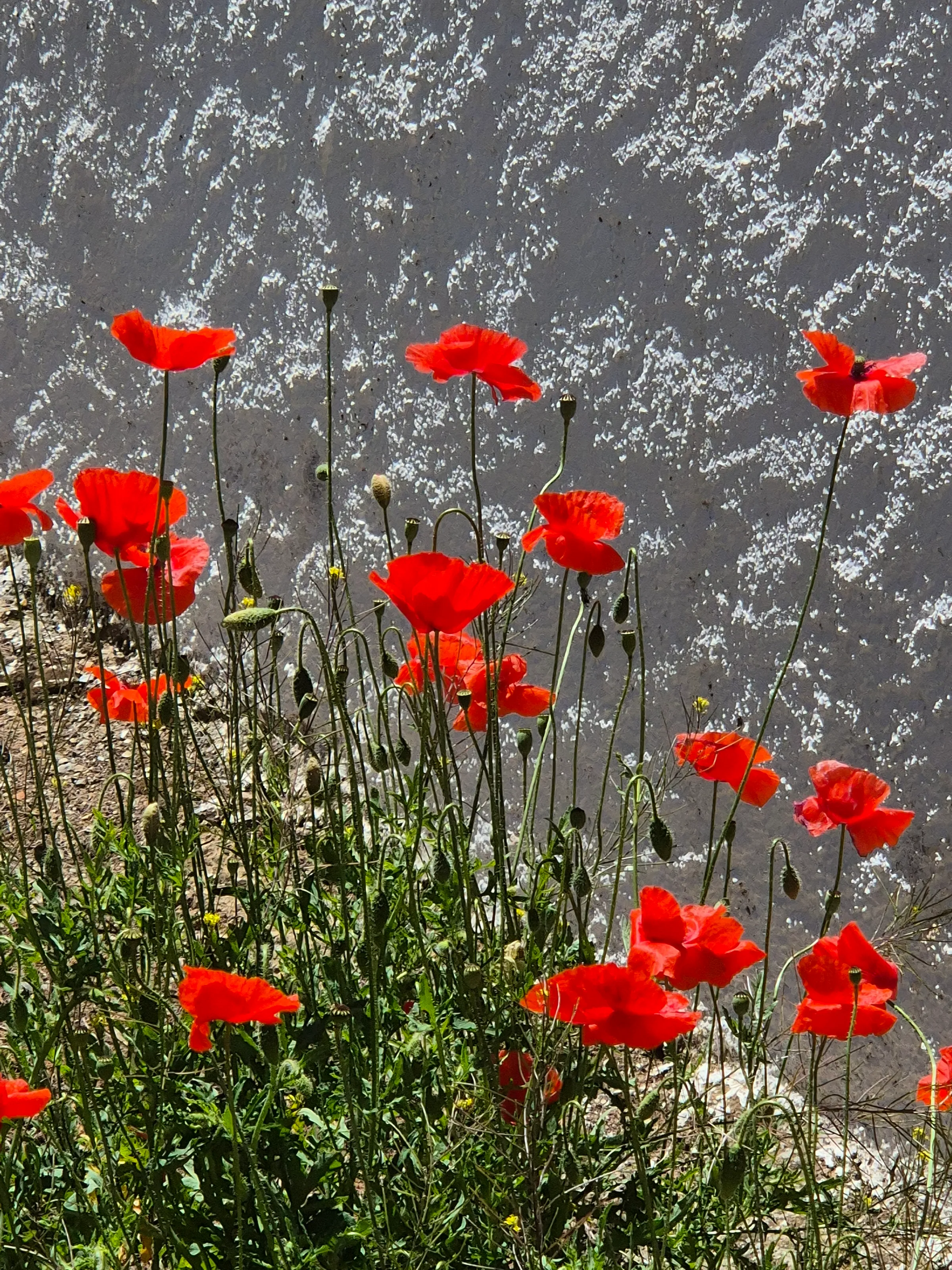 Red Poppies