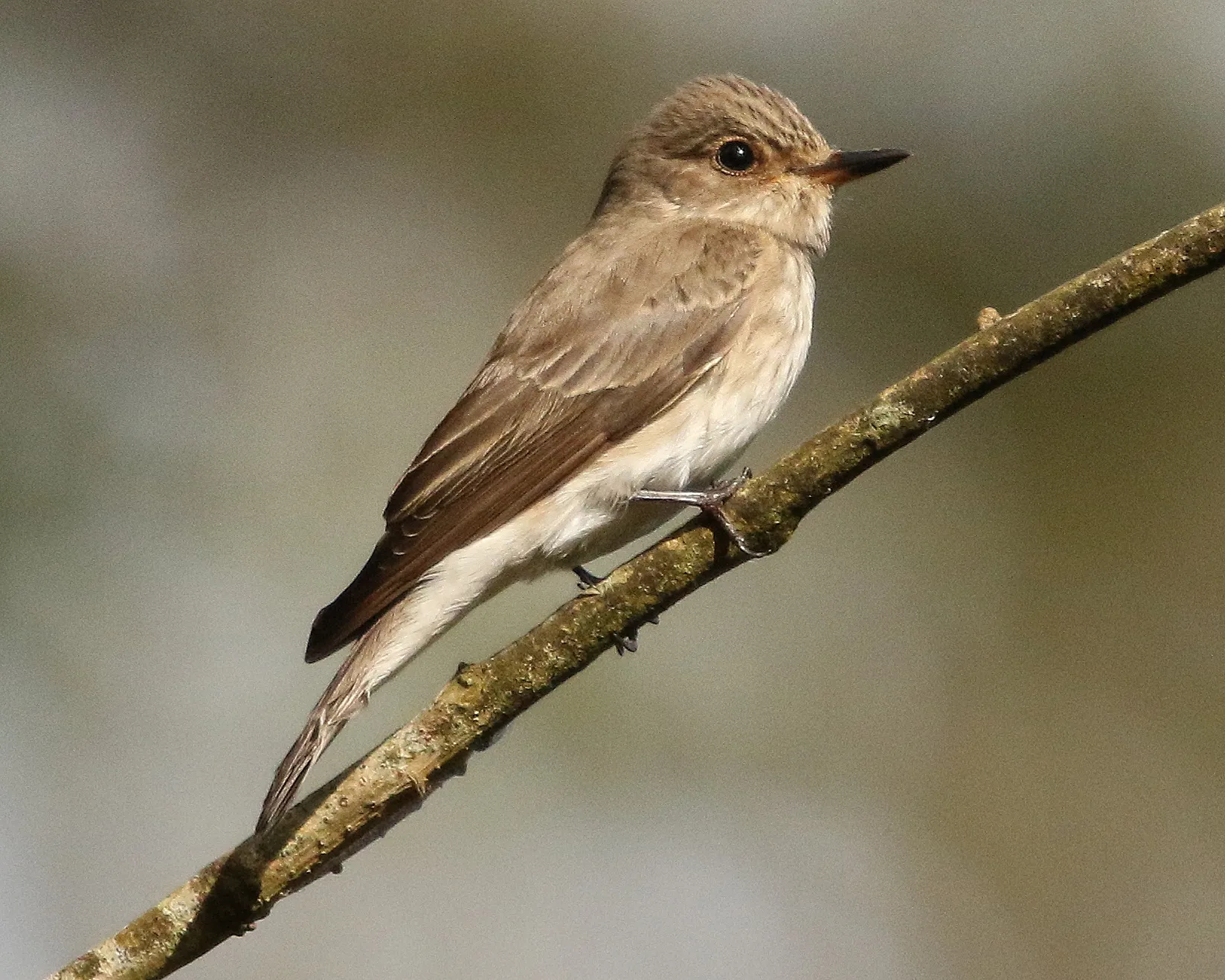 Fly catcher