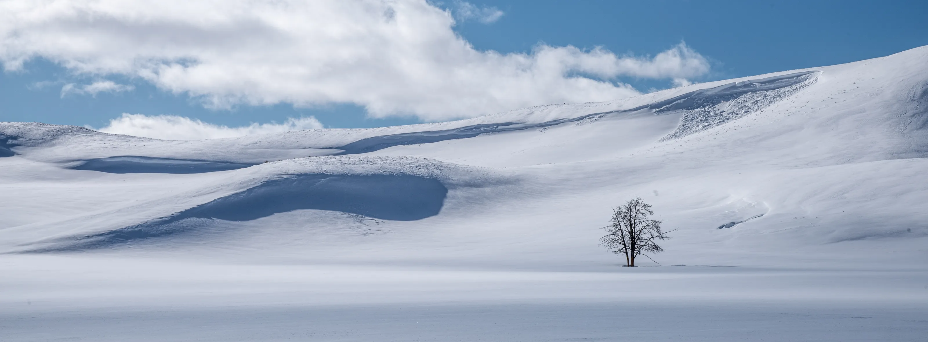 Lone Tree in Yellowstone