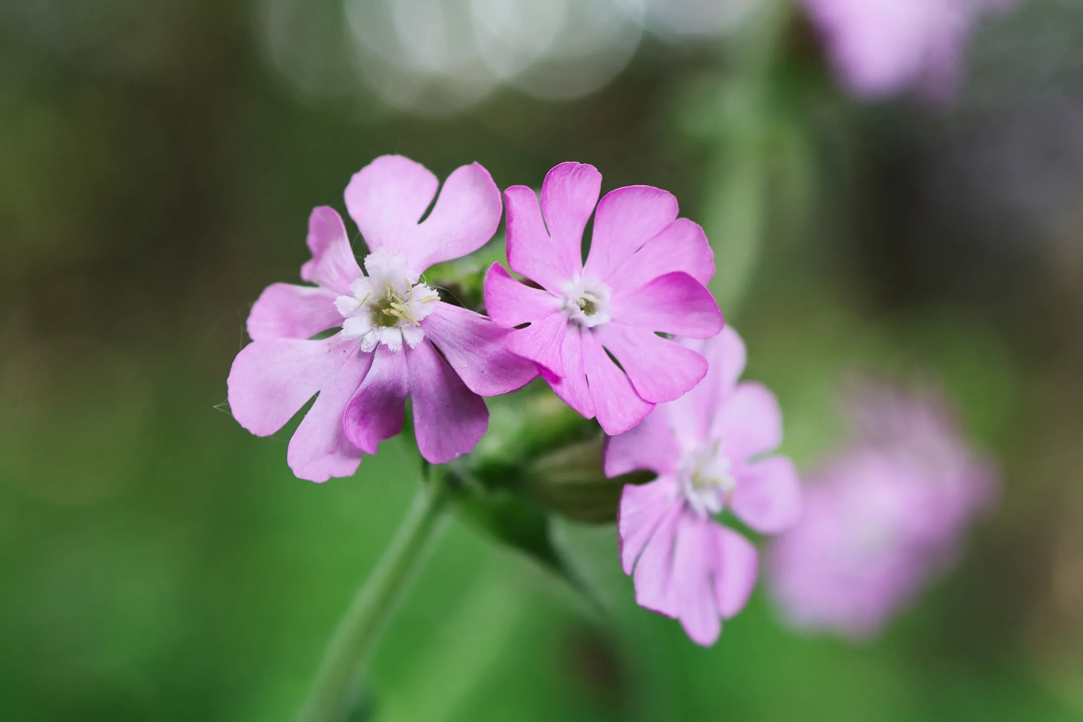 Red Campion