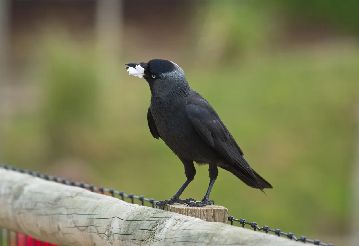 Jackdaw