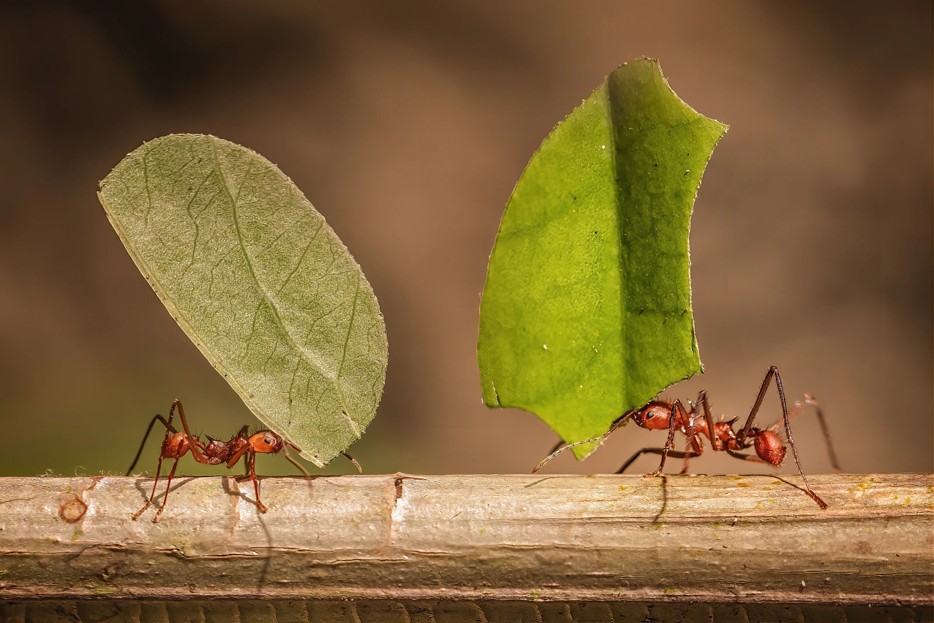 Ant Life