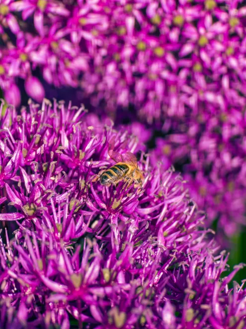 Foraging Purple Allium
