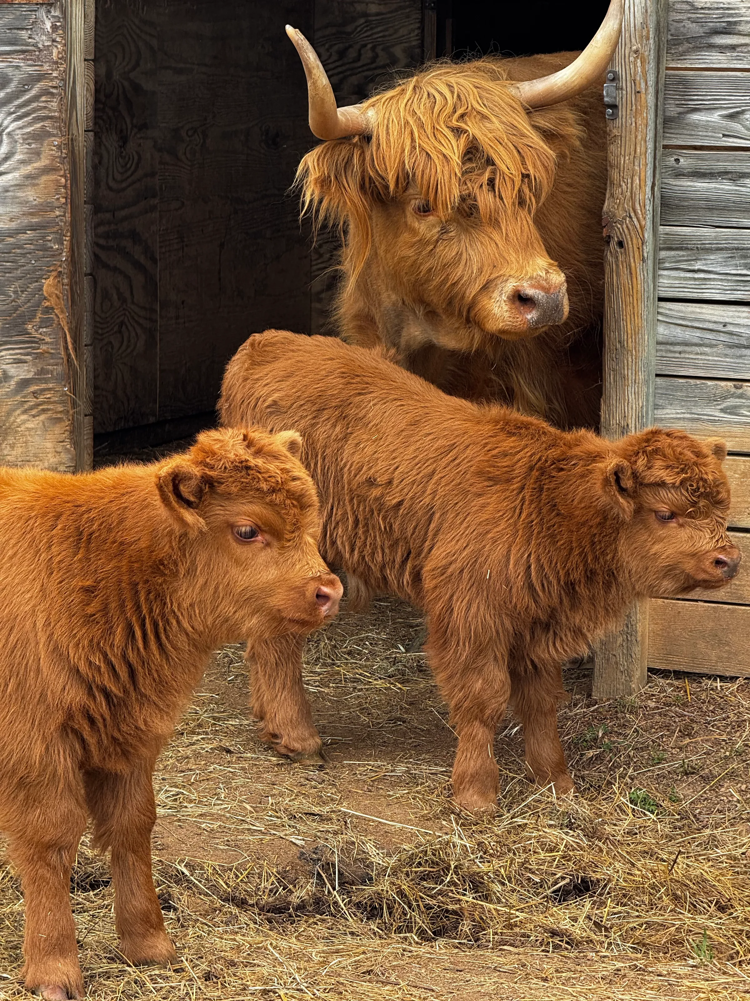 Three Curious Cows
