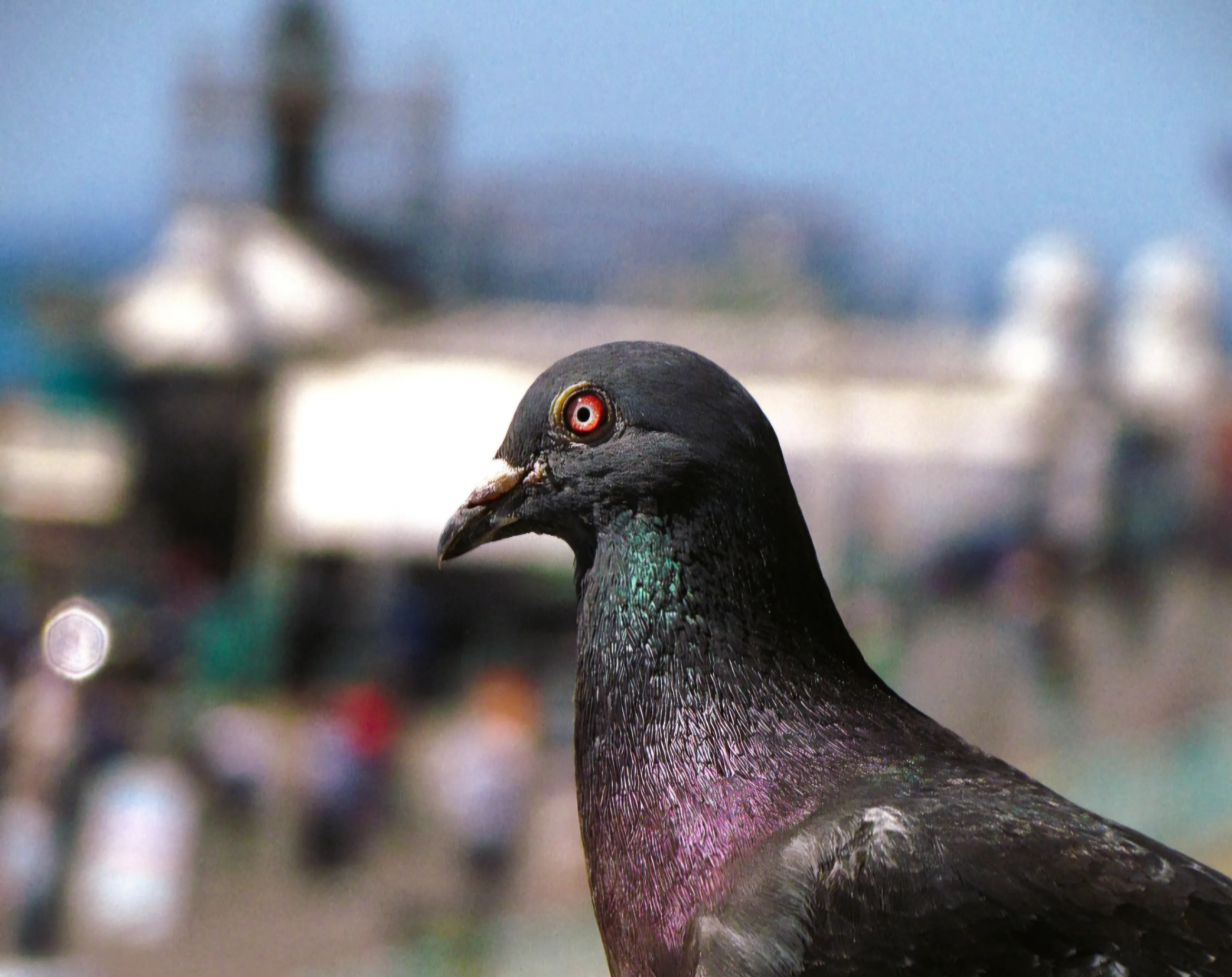 Pigeon on Brighton Beach