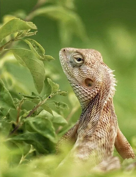 Banner image