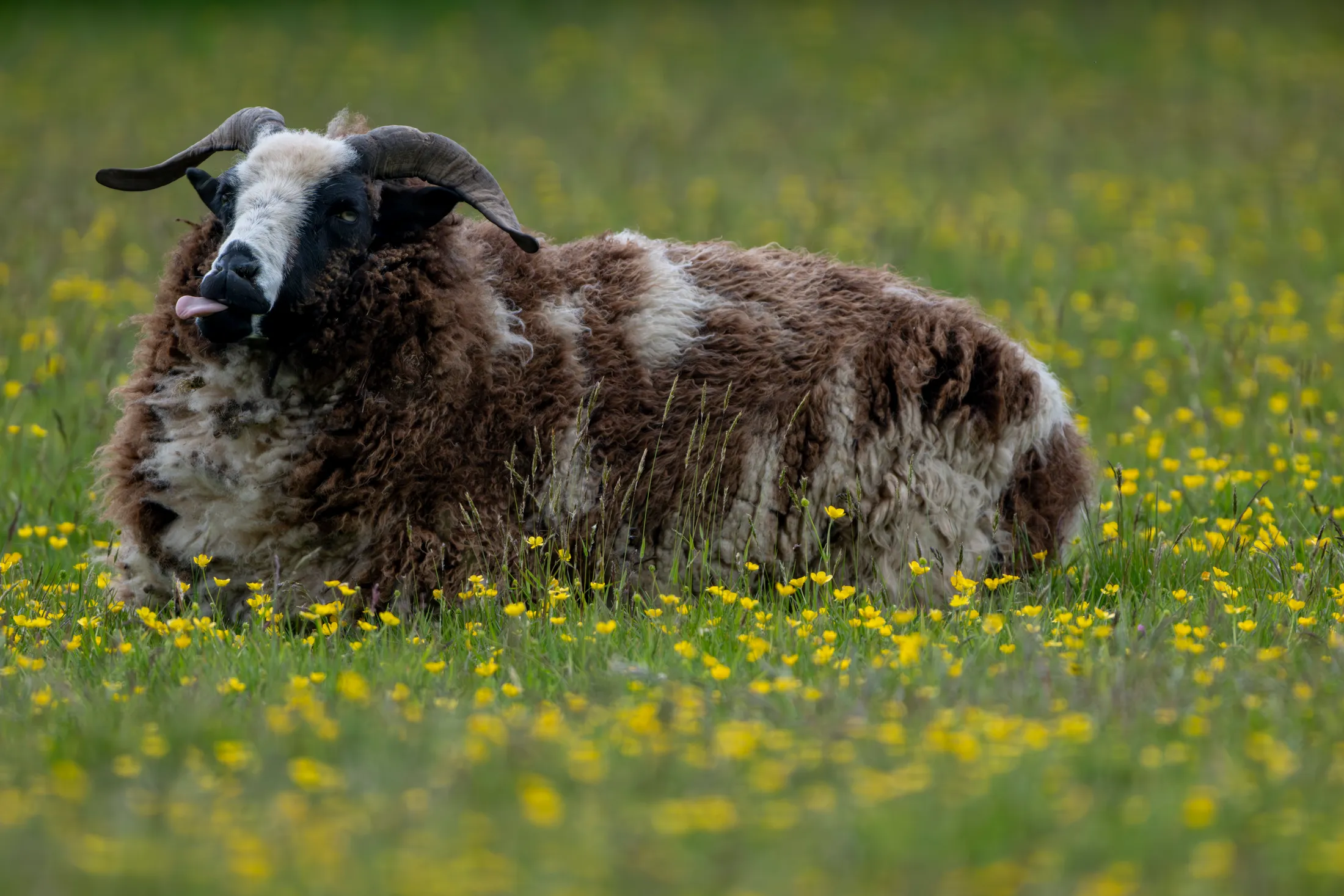 Meadow lick