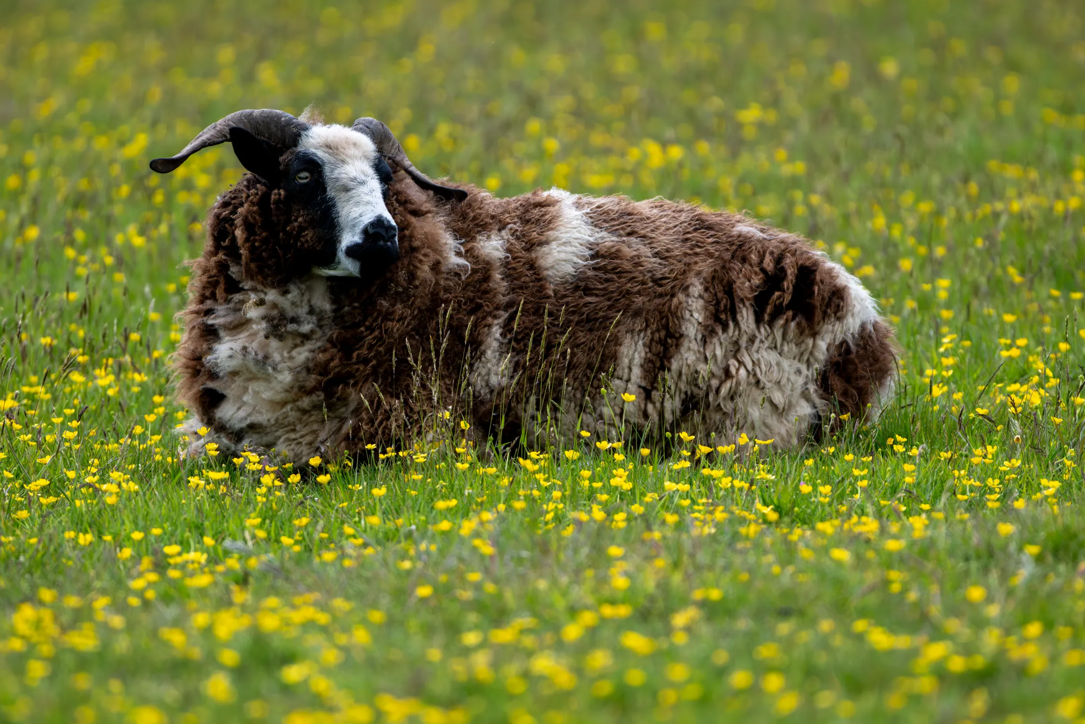 Jacob sheep, Sussex