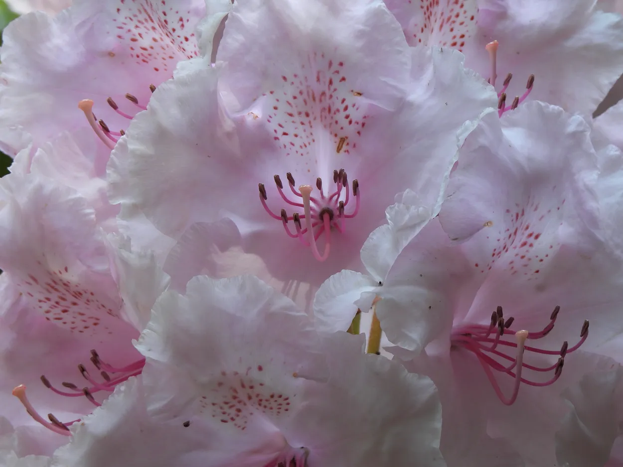 pink blooms