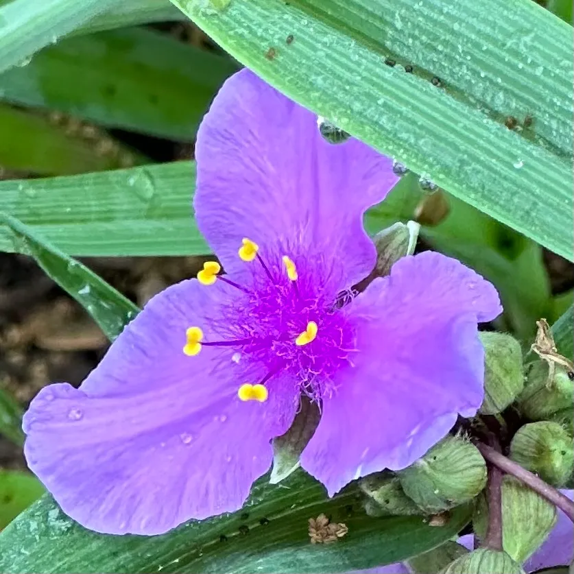 Purple Iris