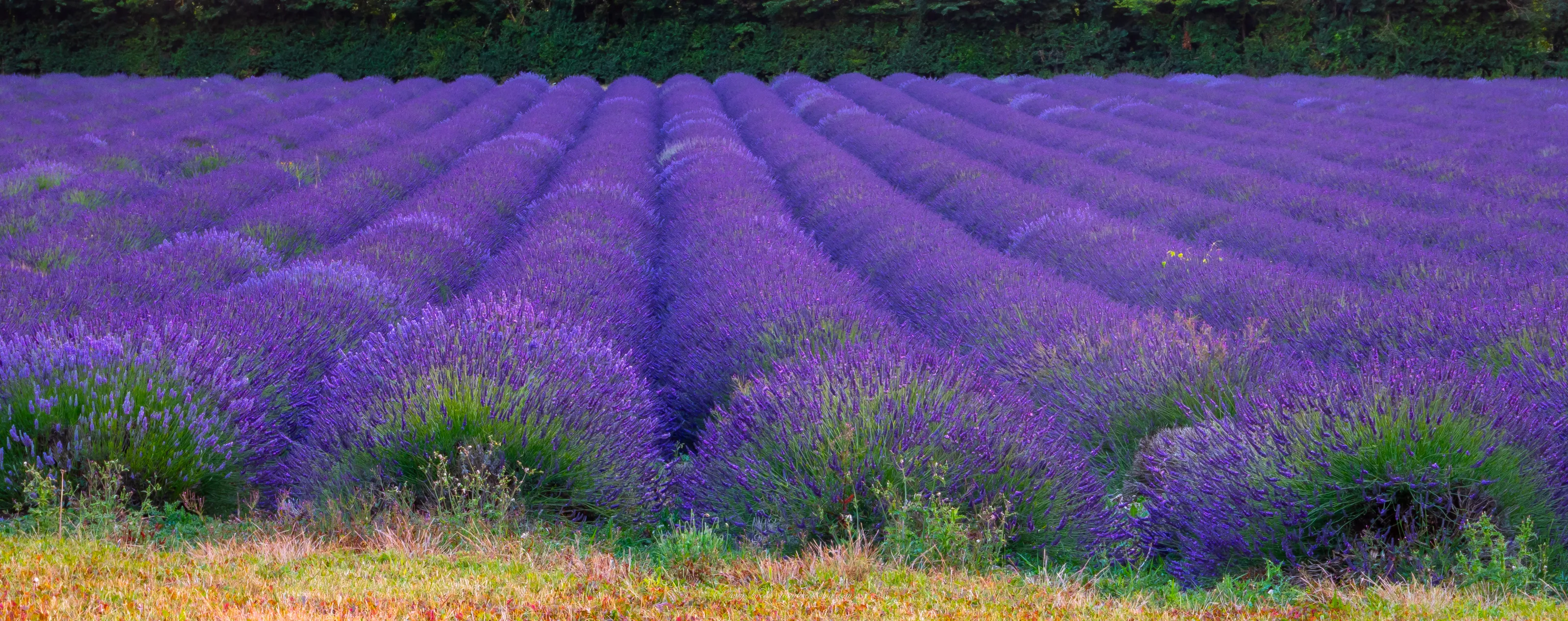 Rows of purple lavender in full bloom.