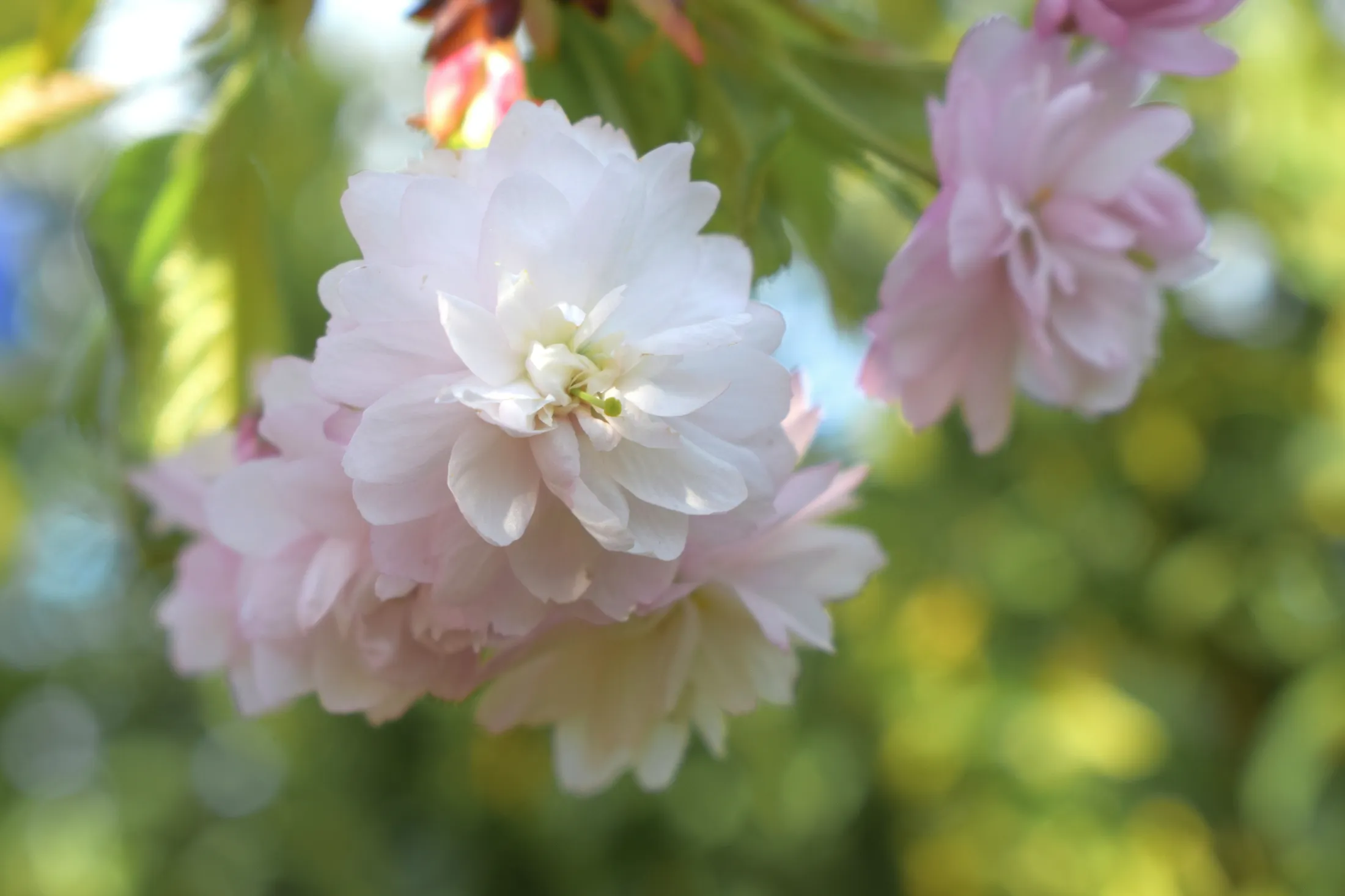 Japanese cherry Kiku Shidare Sakura