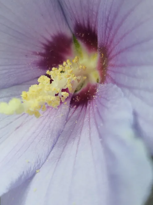 Gold Dust