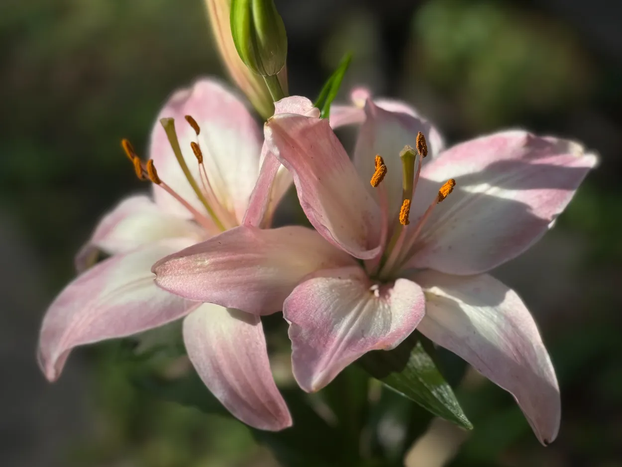 Pink Lily