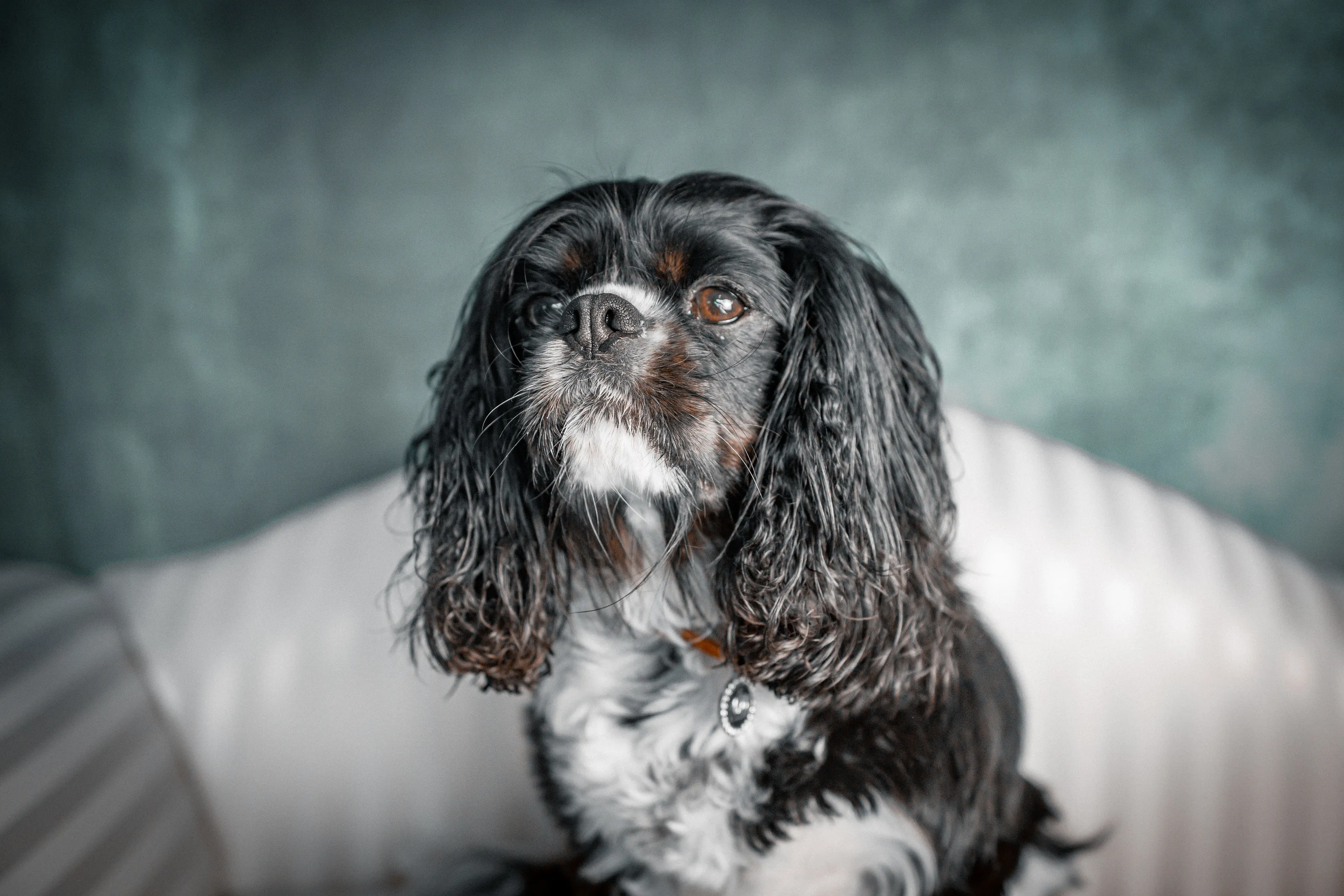 Teddy the dog