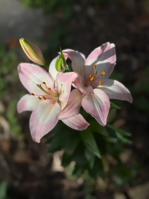 Lilies in the Light