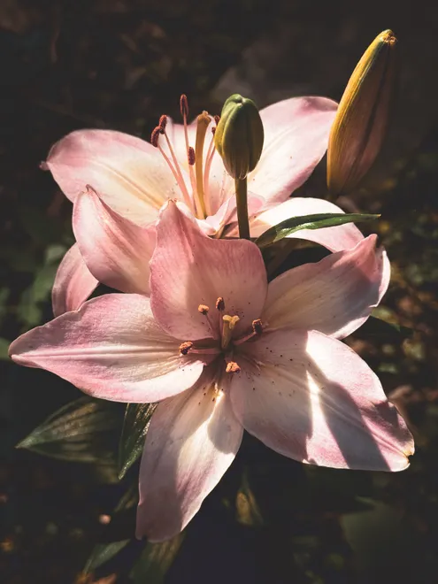 Lilted Lilies