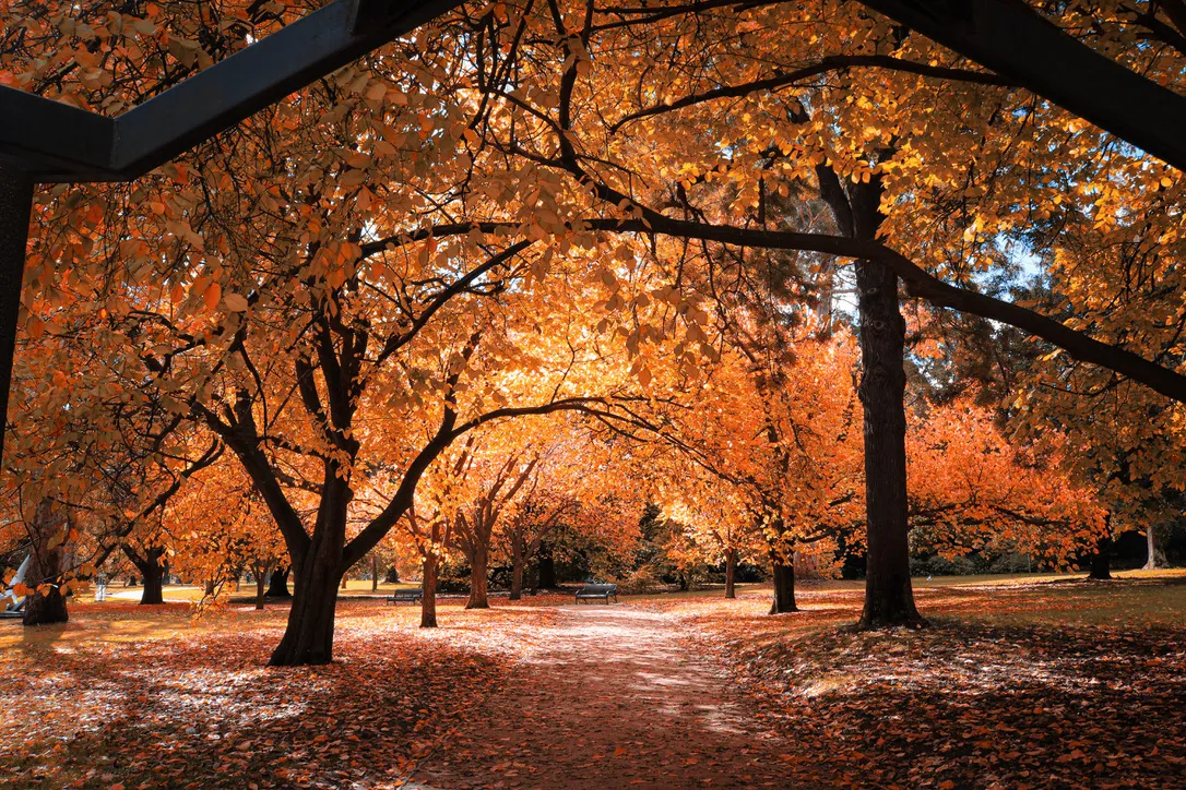 Overhanging Autumn