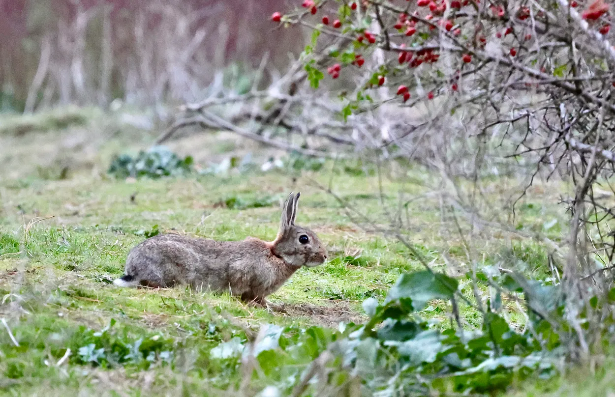 Rabbit in Slow Motion