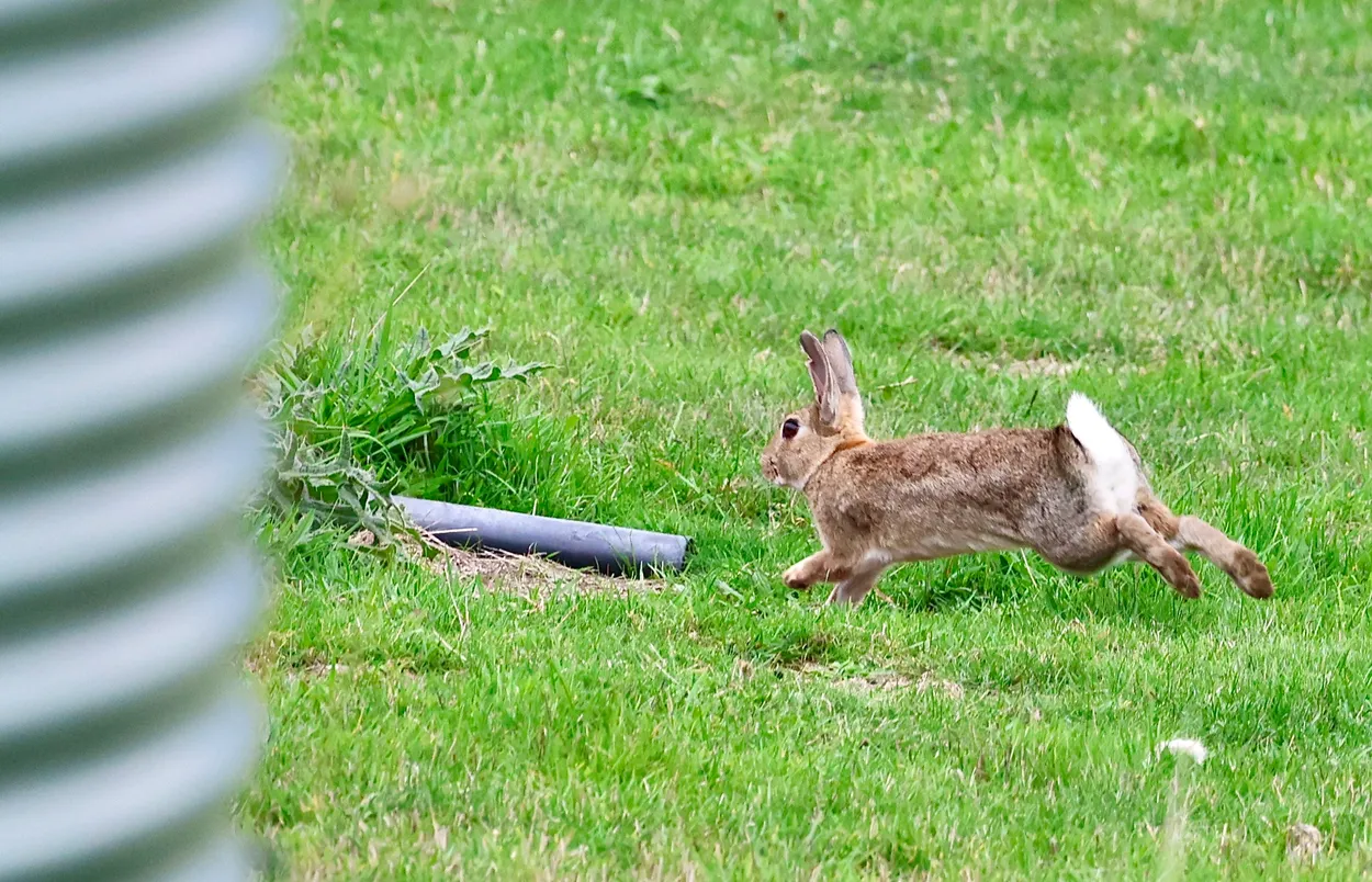Rabbit on the Run