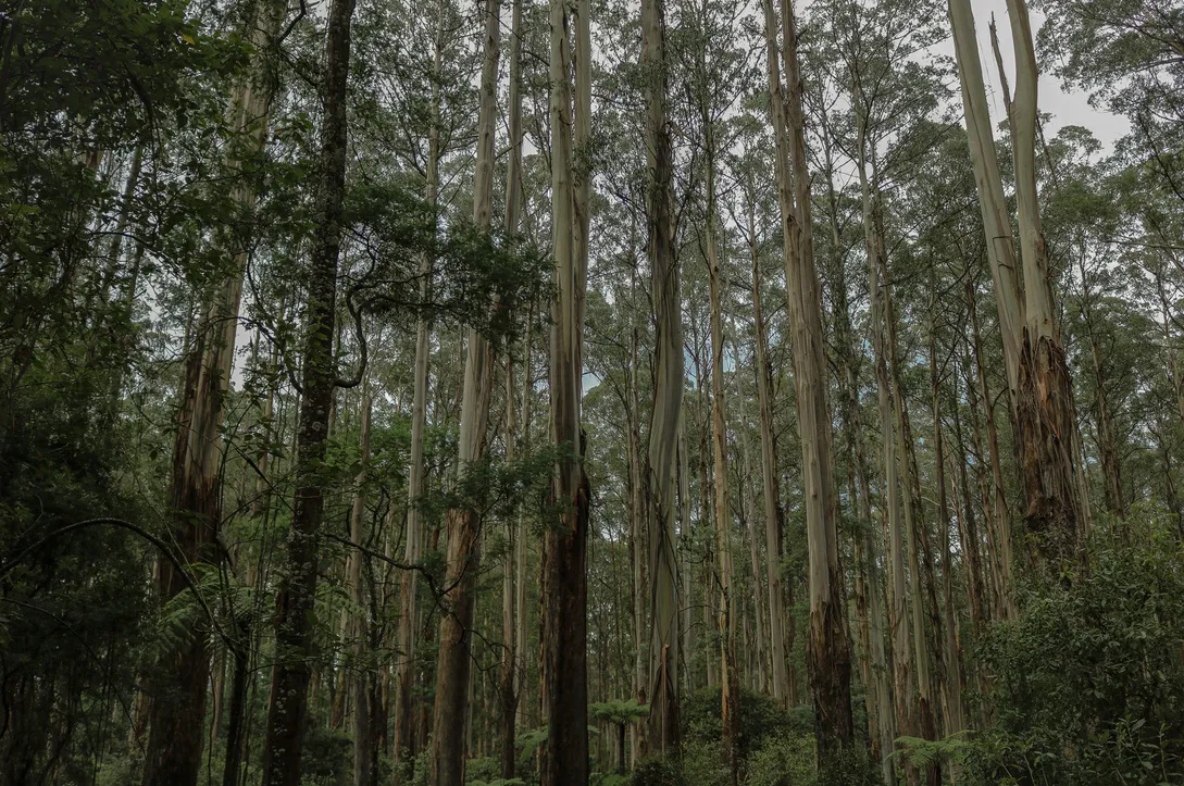 follow the trees